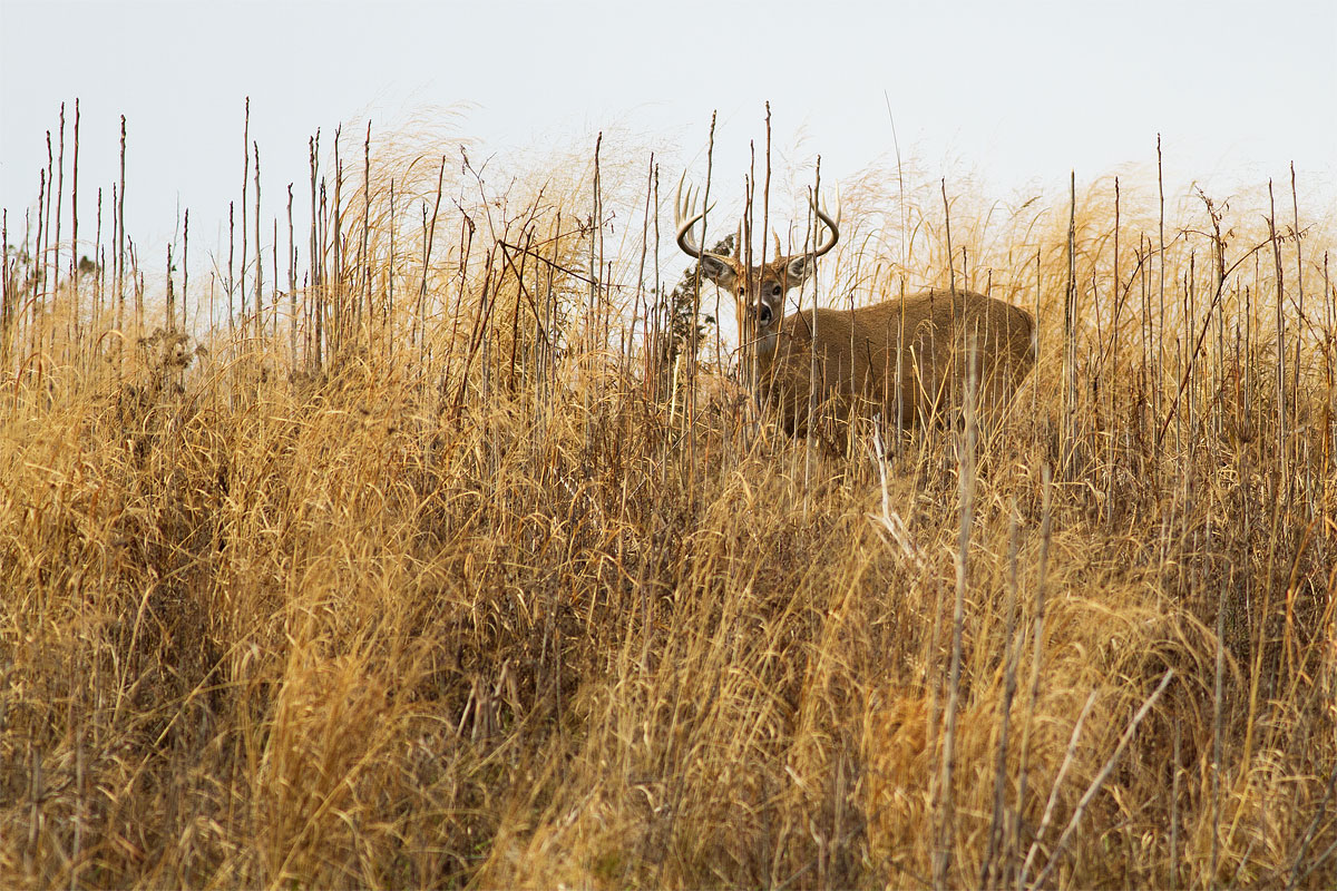 Whitetail buck in brush