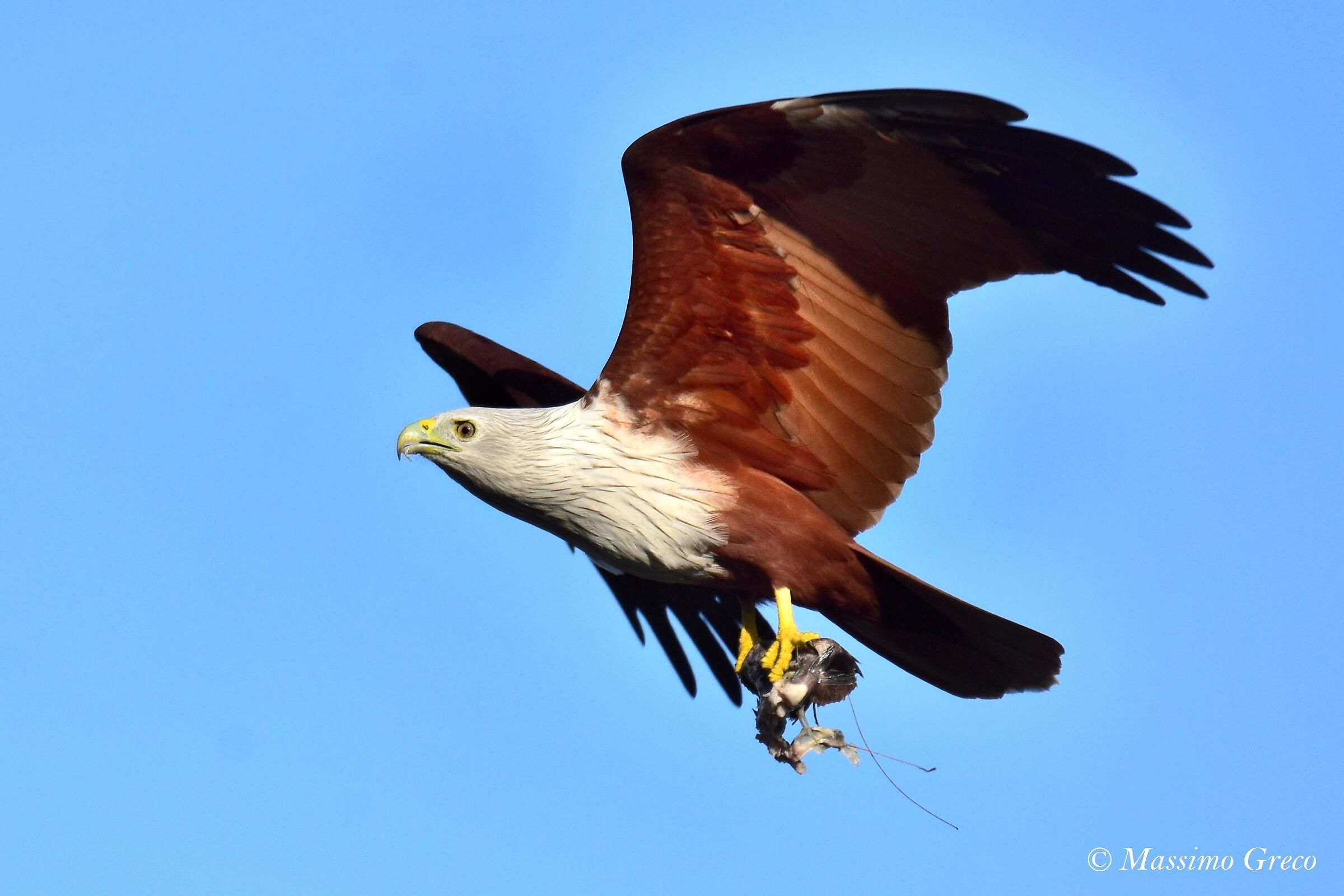 Brahmin kite with prey