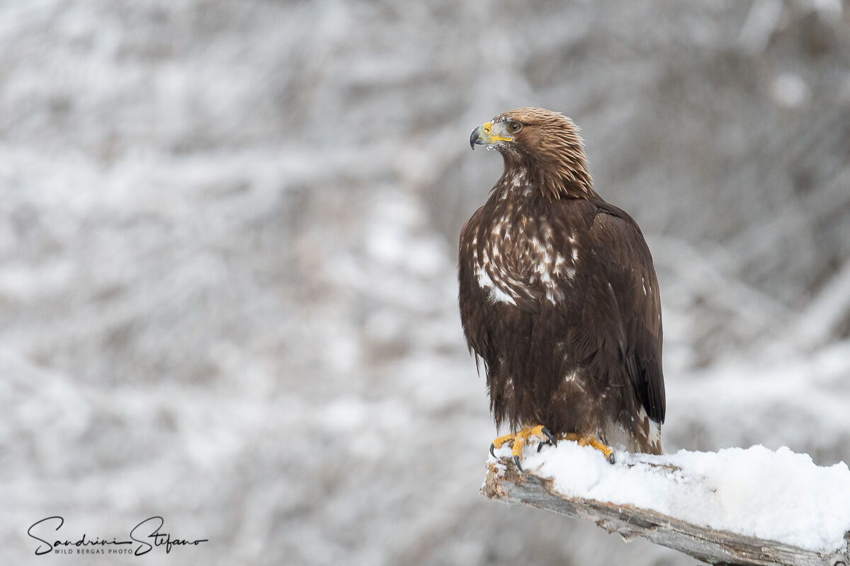 Golden Eagle