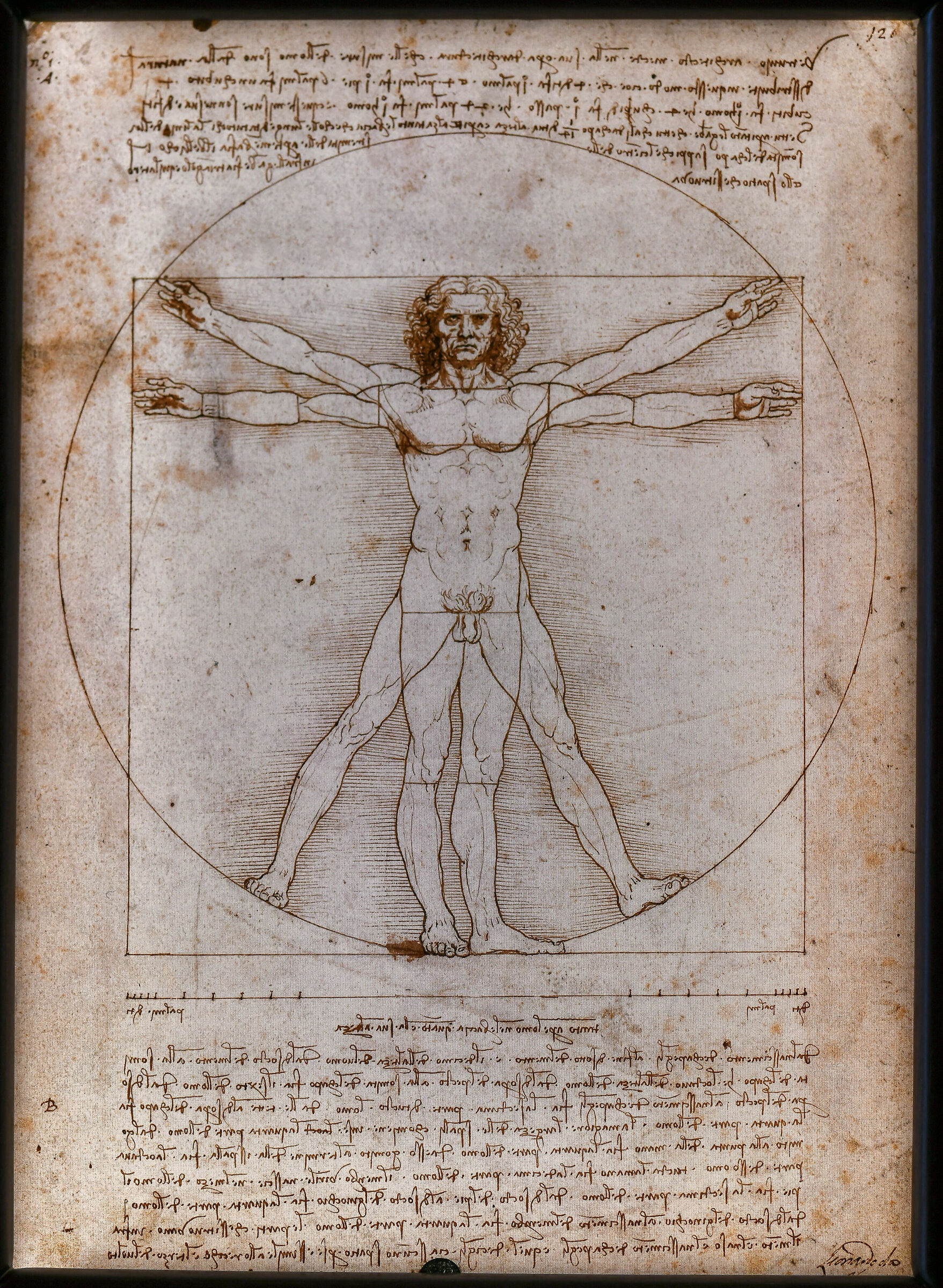 Leonardo at Villa Farnesina in Rome- "Man of Vitruvius"