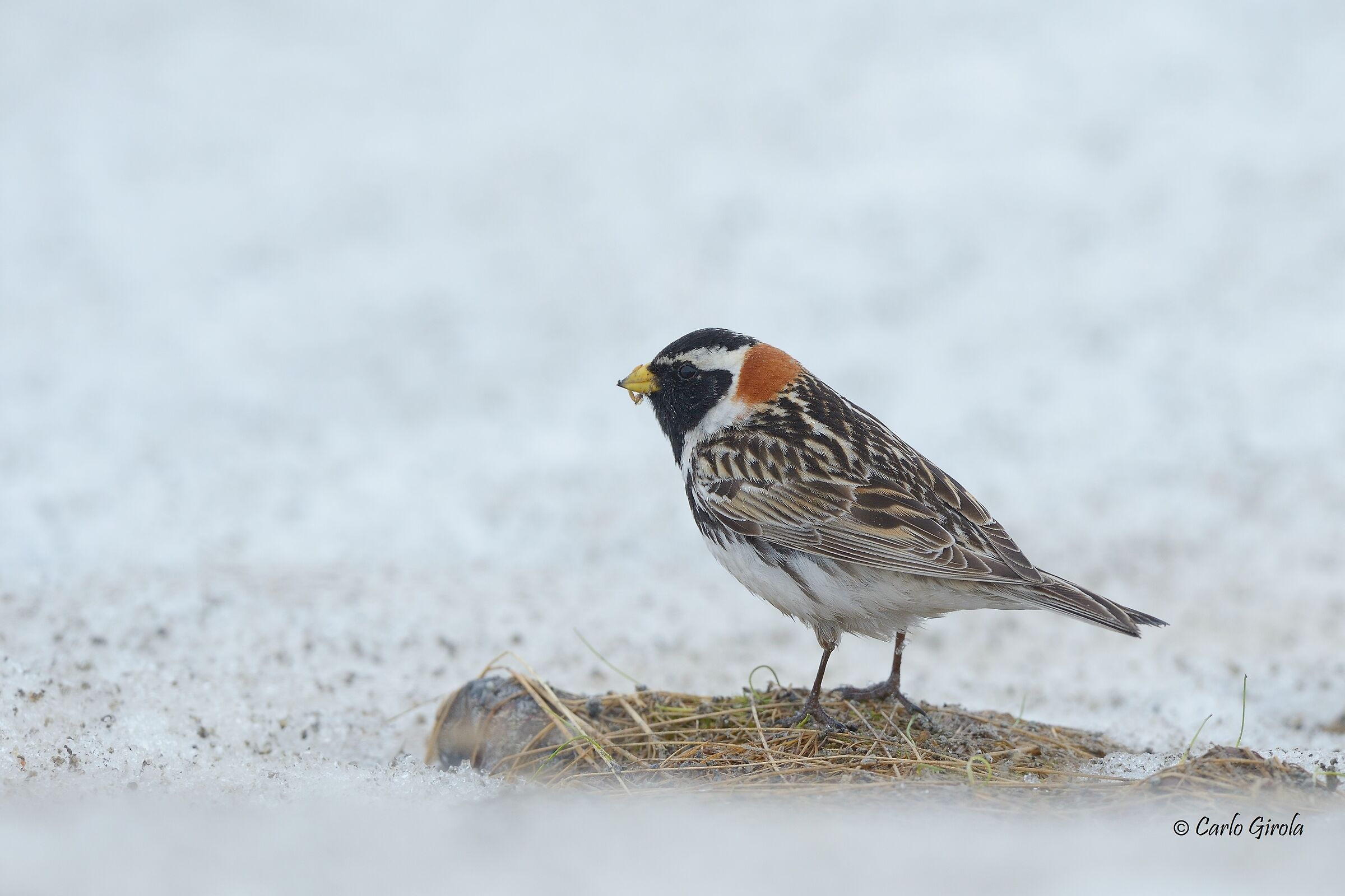 Lapland's Cheekbone (Calcarius Lapland)