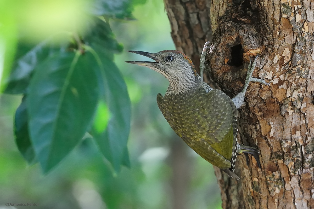 Young Green Woodpecker