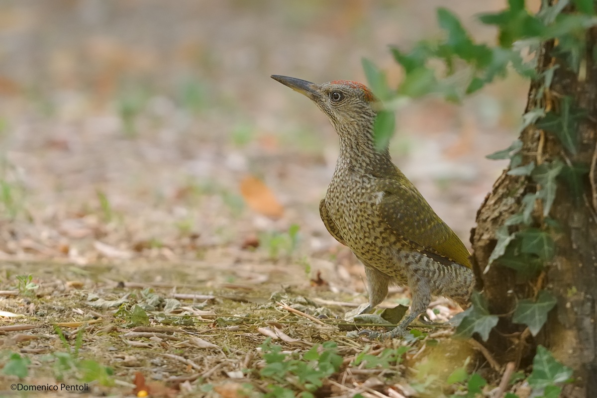 Young Green Woodpecker ... 2