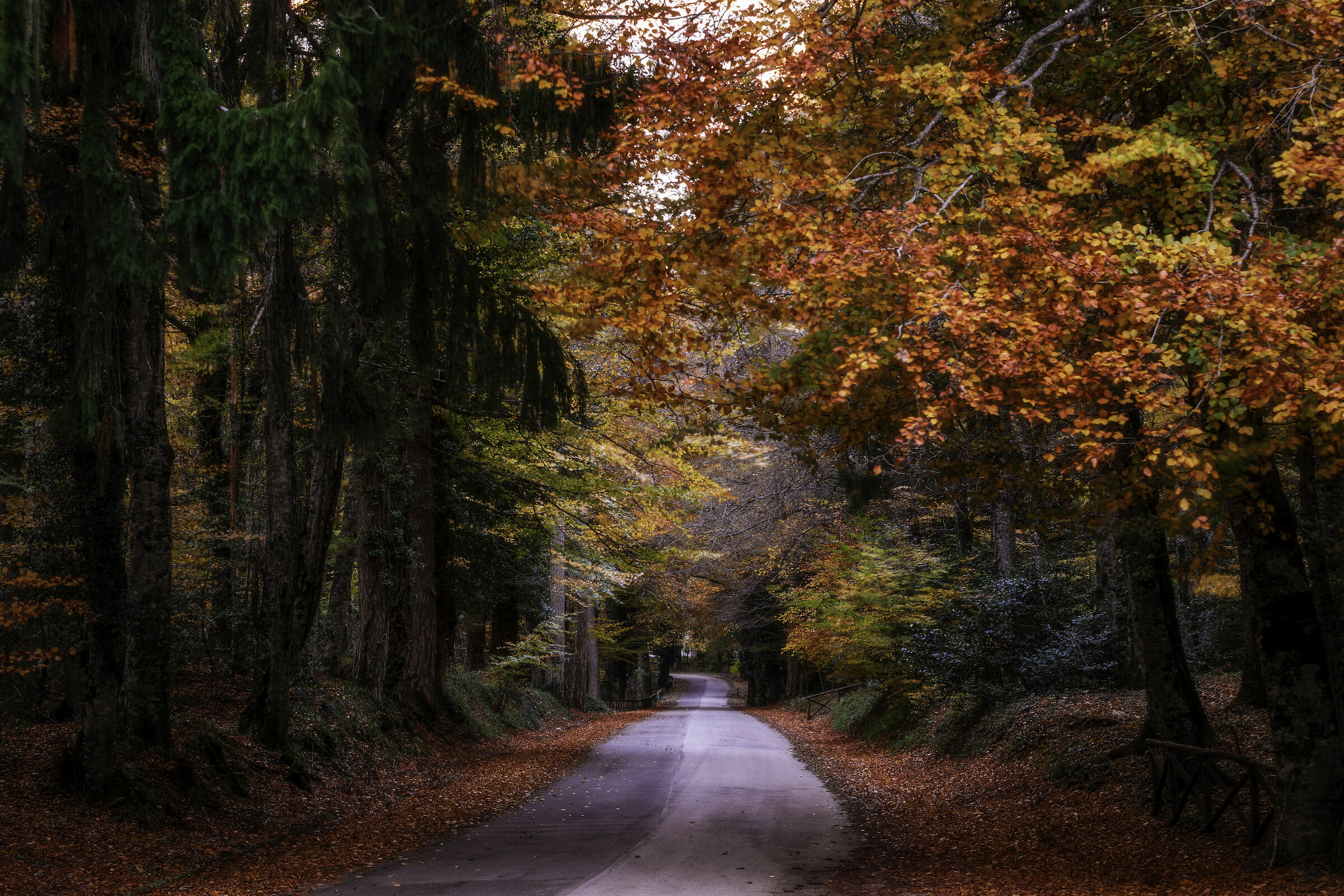 La strada dell'autunno