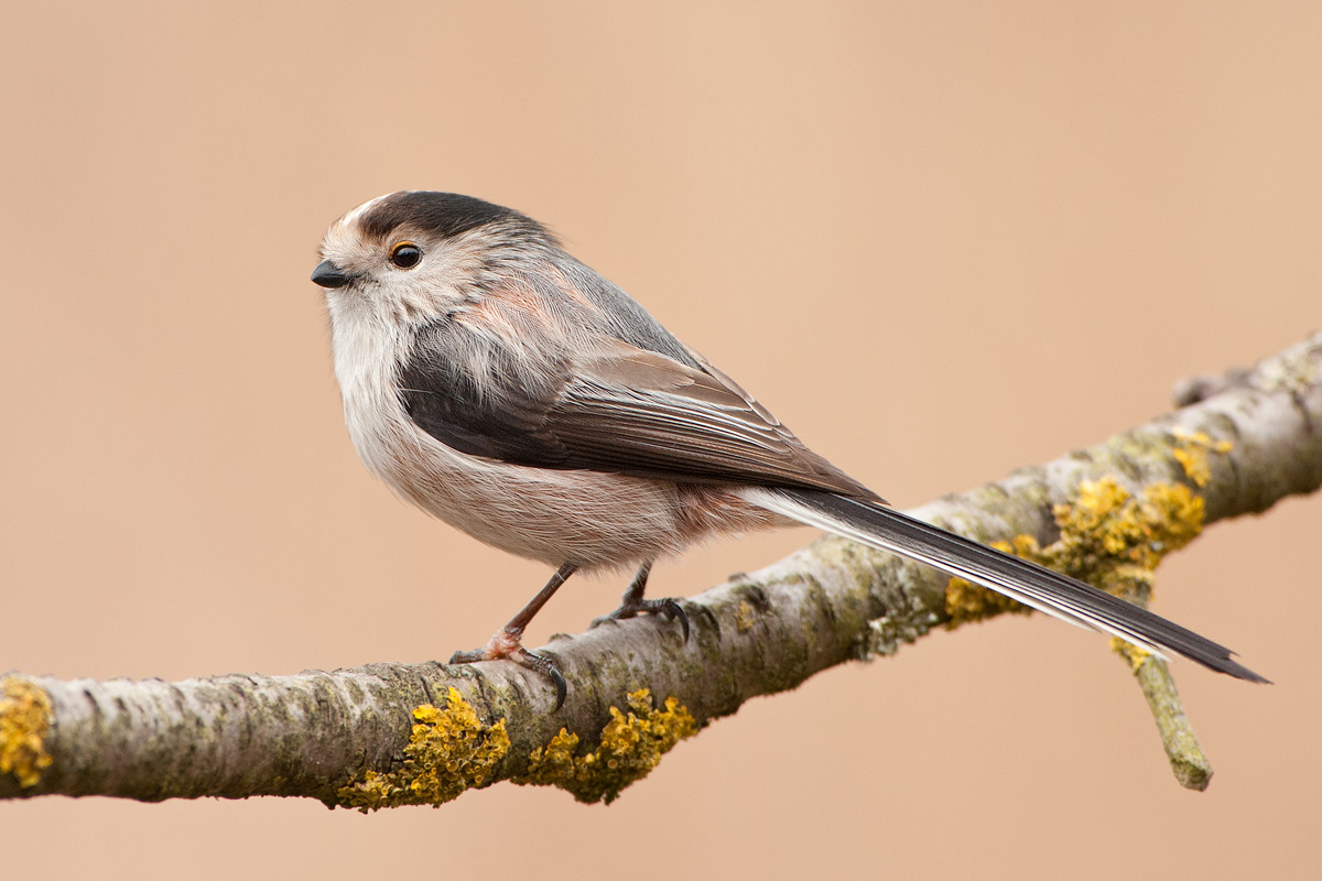 altro codibugnolo (prova D3)