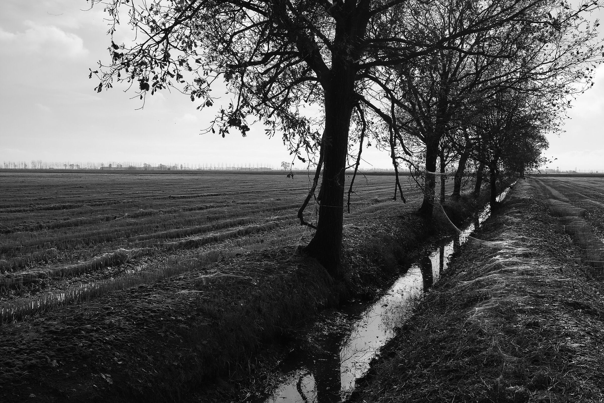 Risaie Vercellesi: tardo autunno