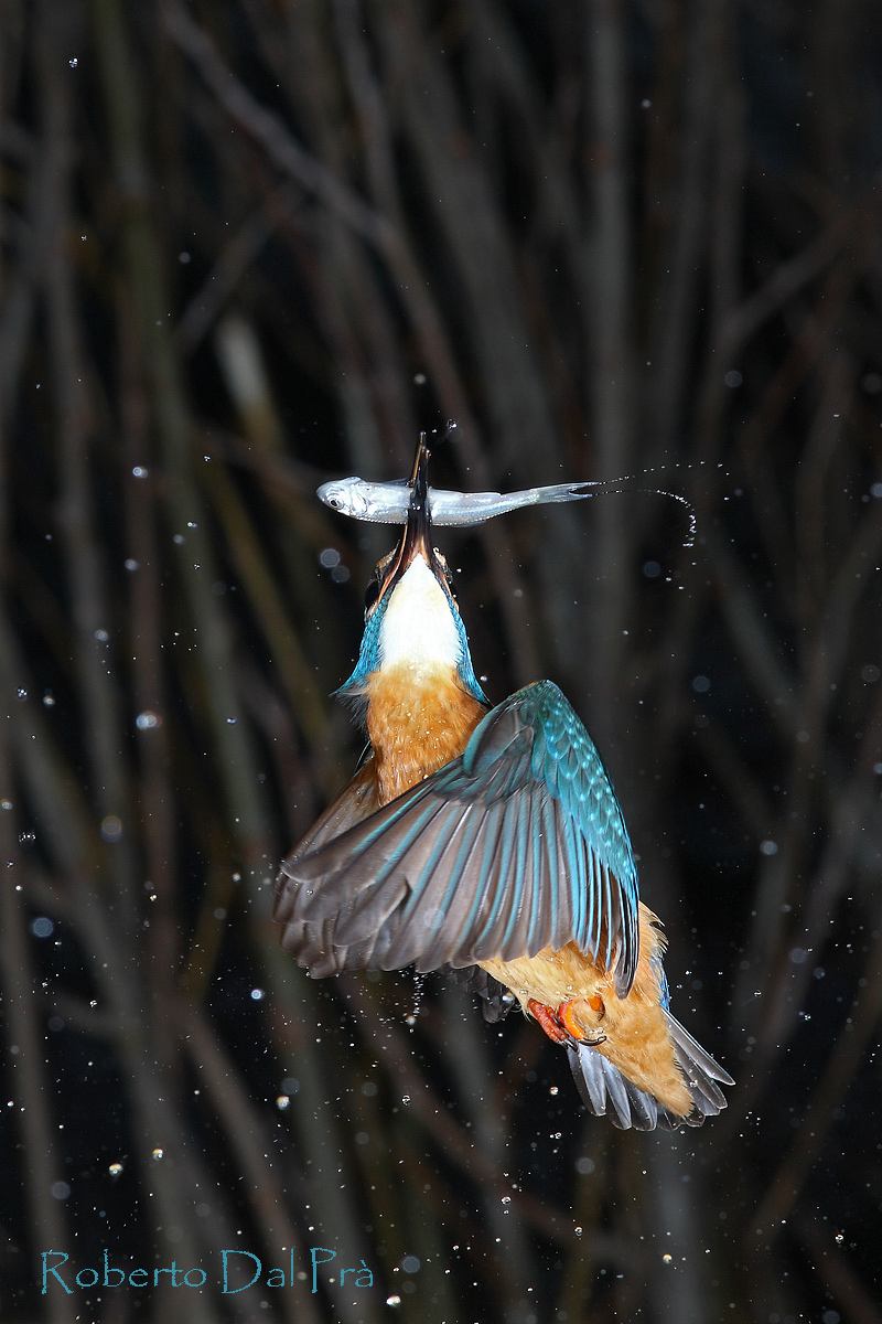 Risalita al posatoio