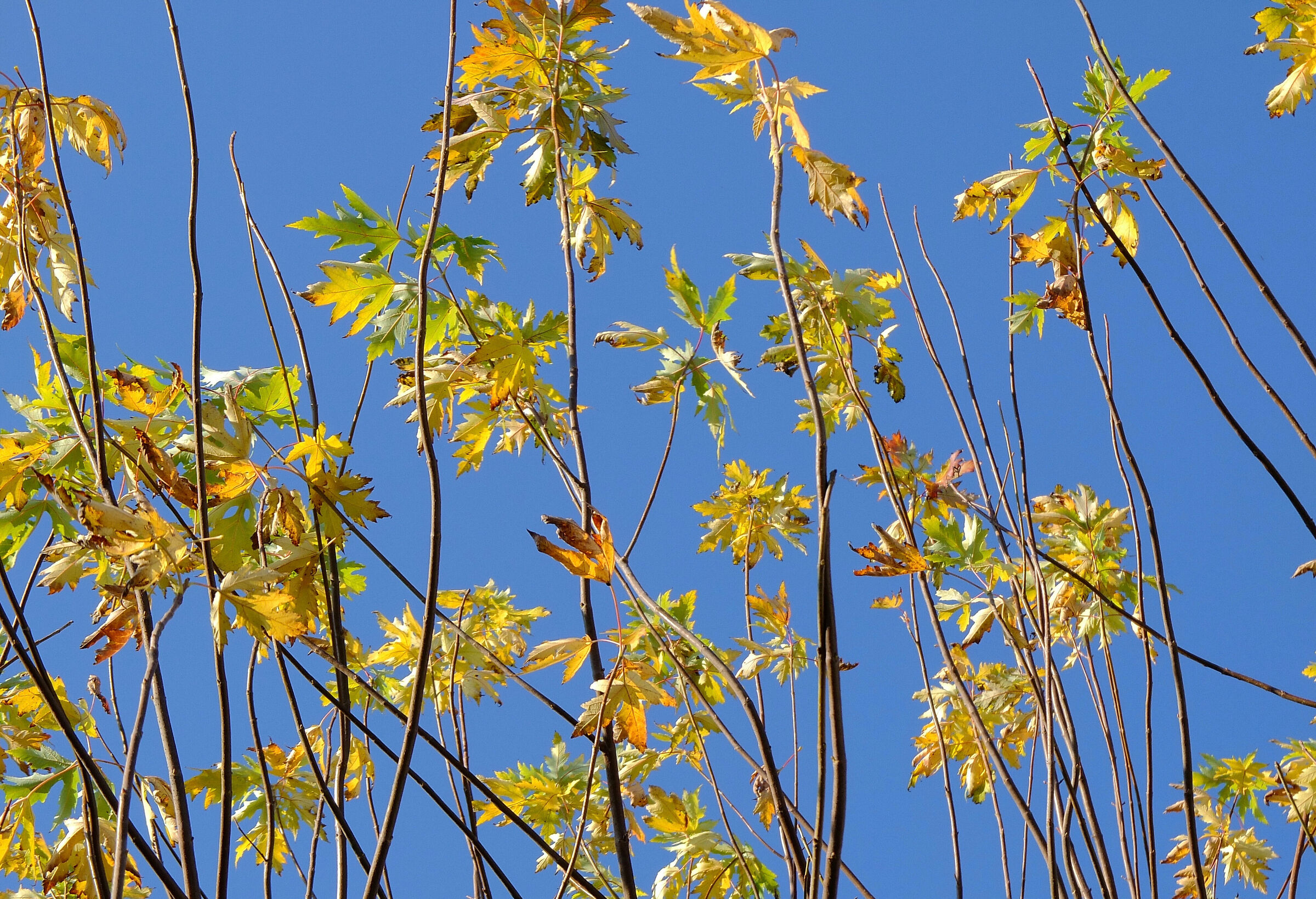 Last leaves before winter