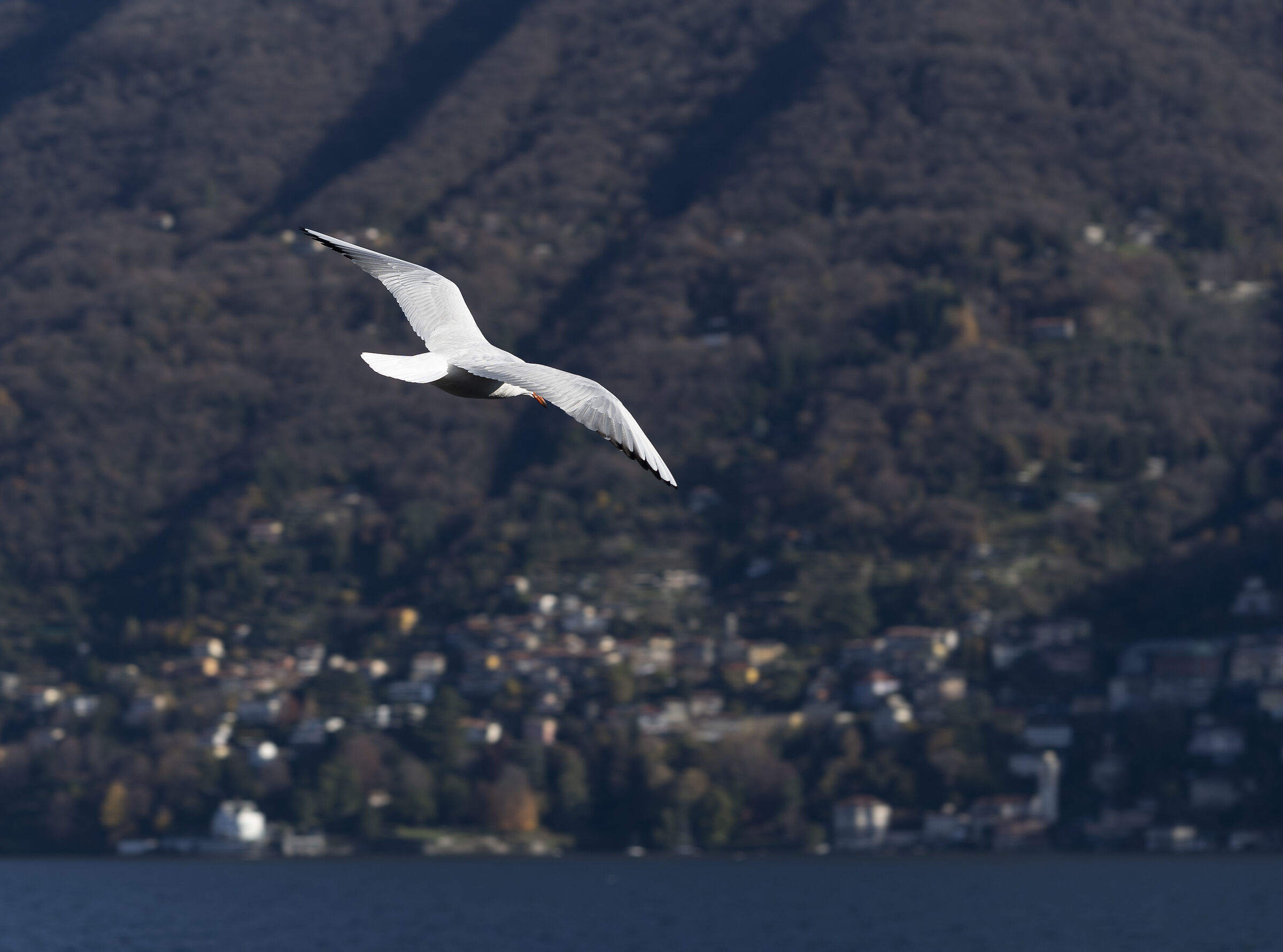 A Seagull on the Fly
