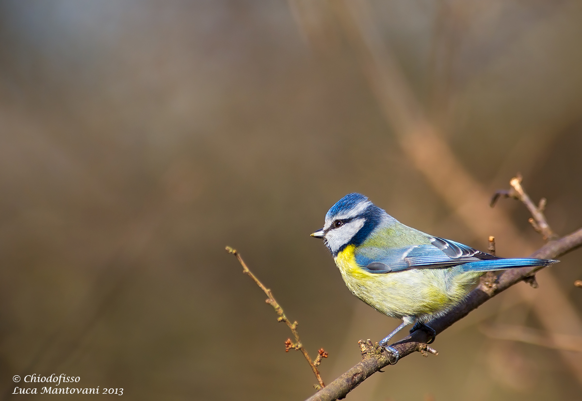 Blue Tit