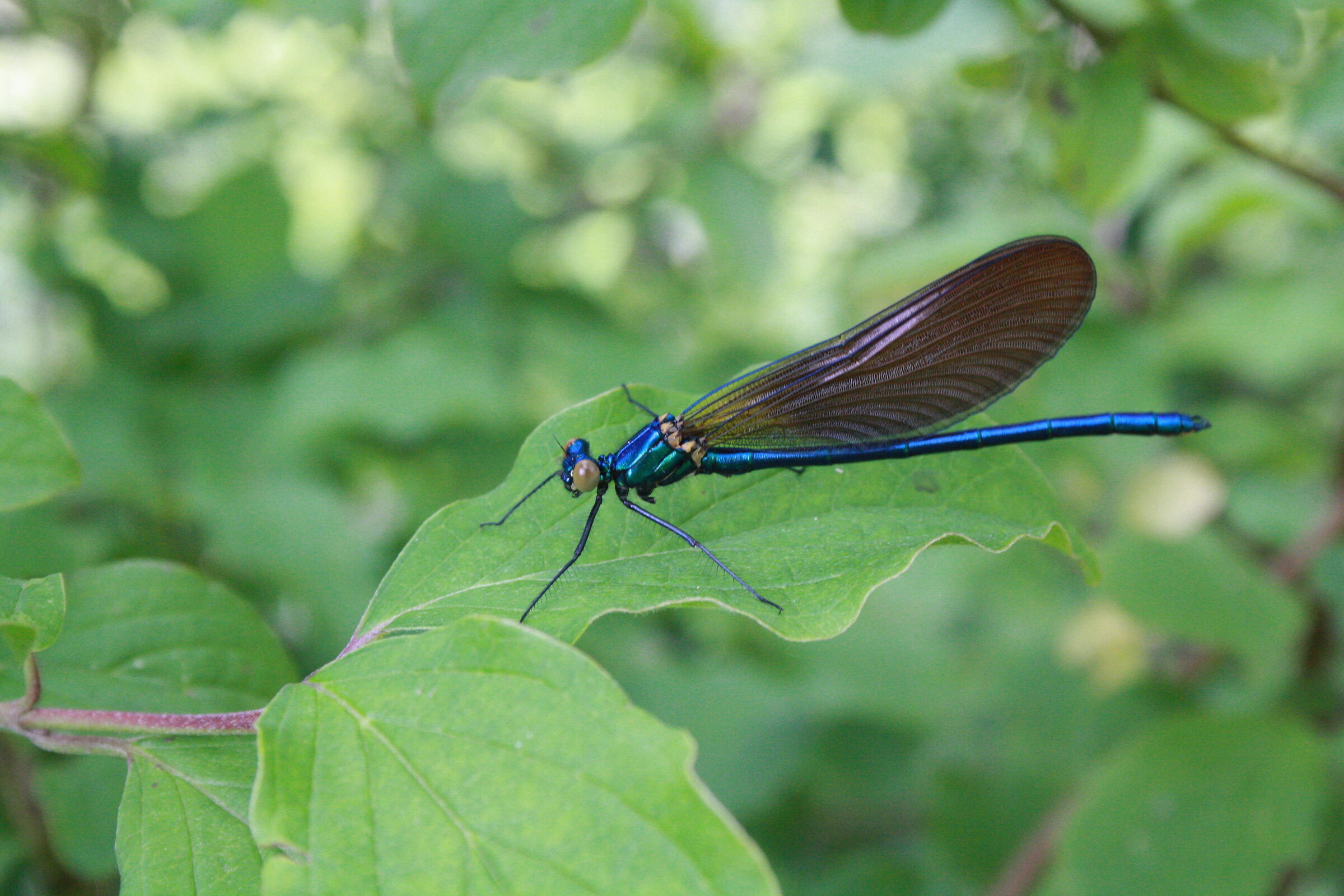 Libellula