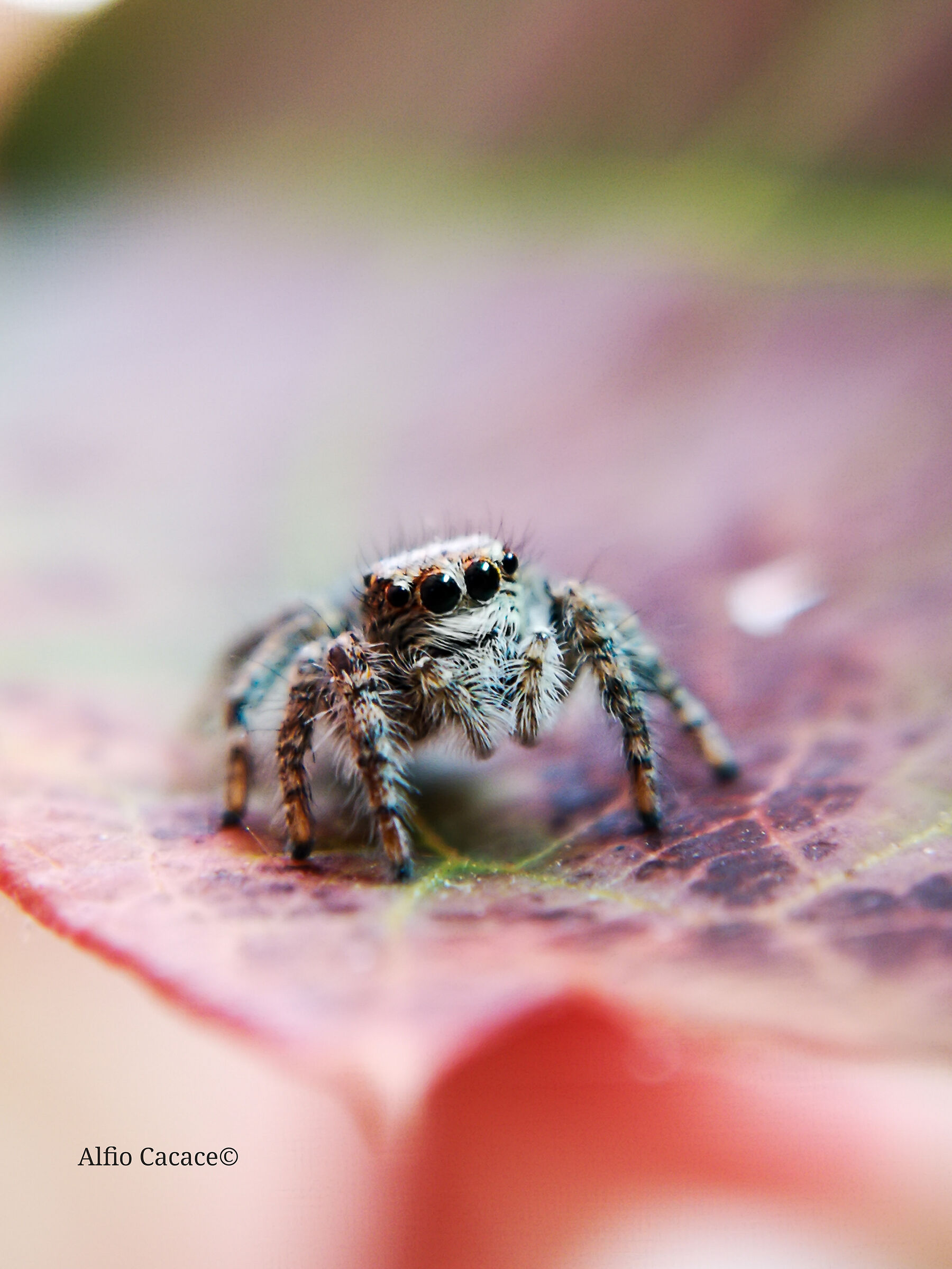 Philaeus chrysops con Huawei P20 e lente Apexel 12x