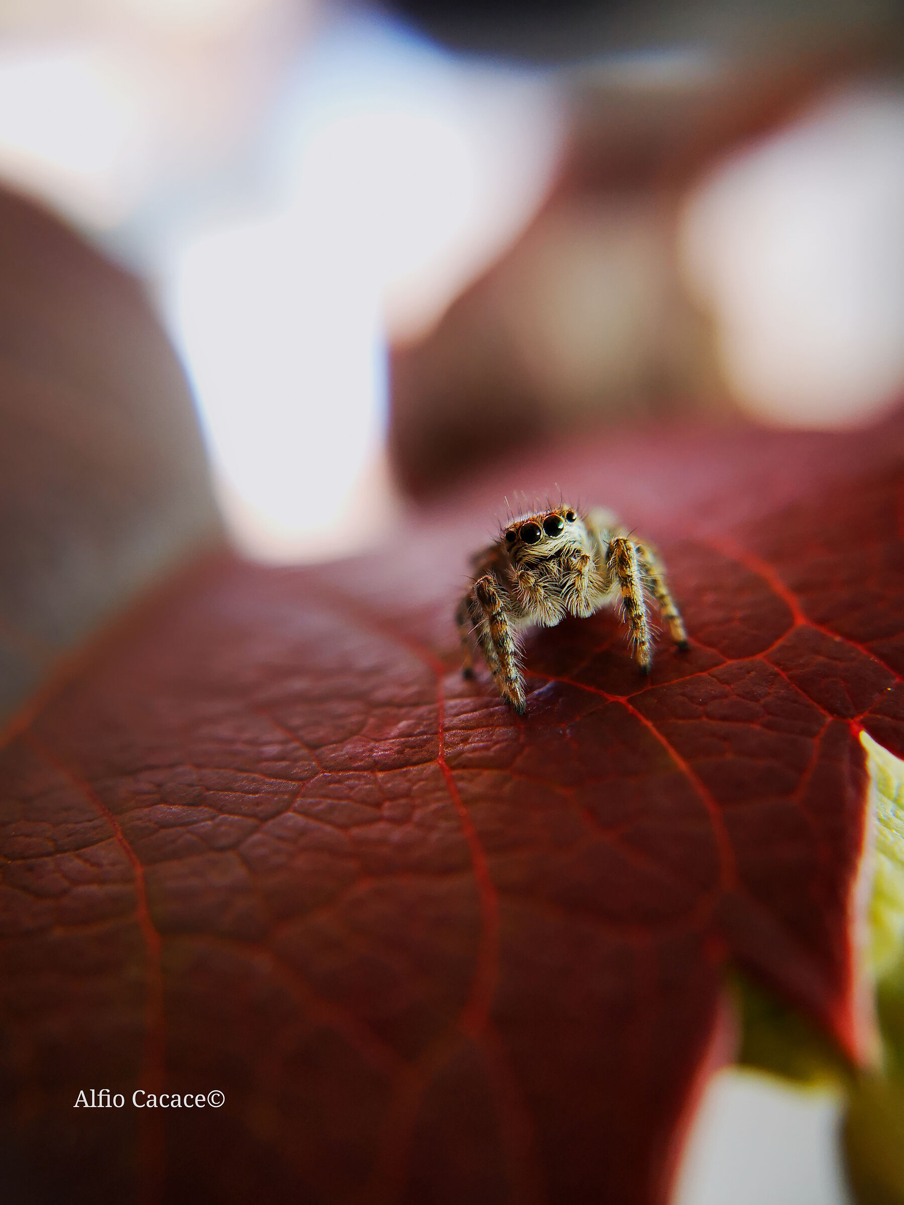 Philaeus chrysops con Huawei P20 e lente Apexel 100mm