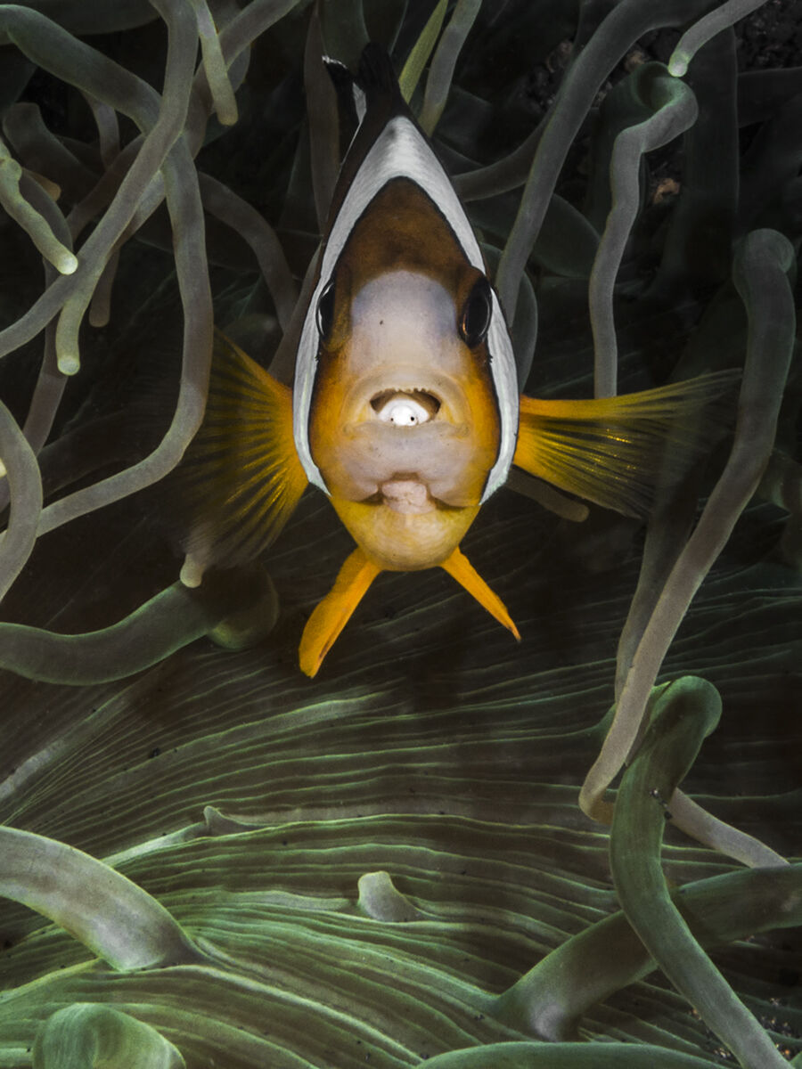 Cymothoa exigua