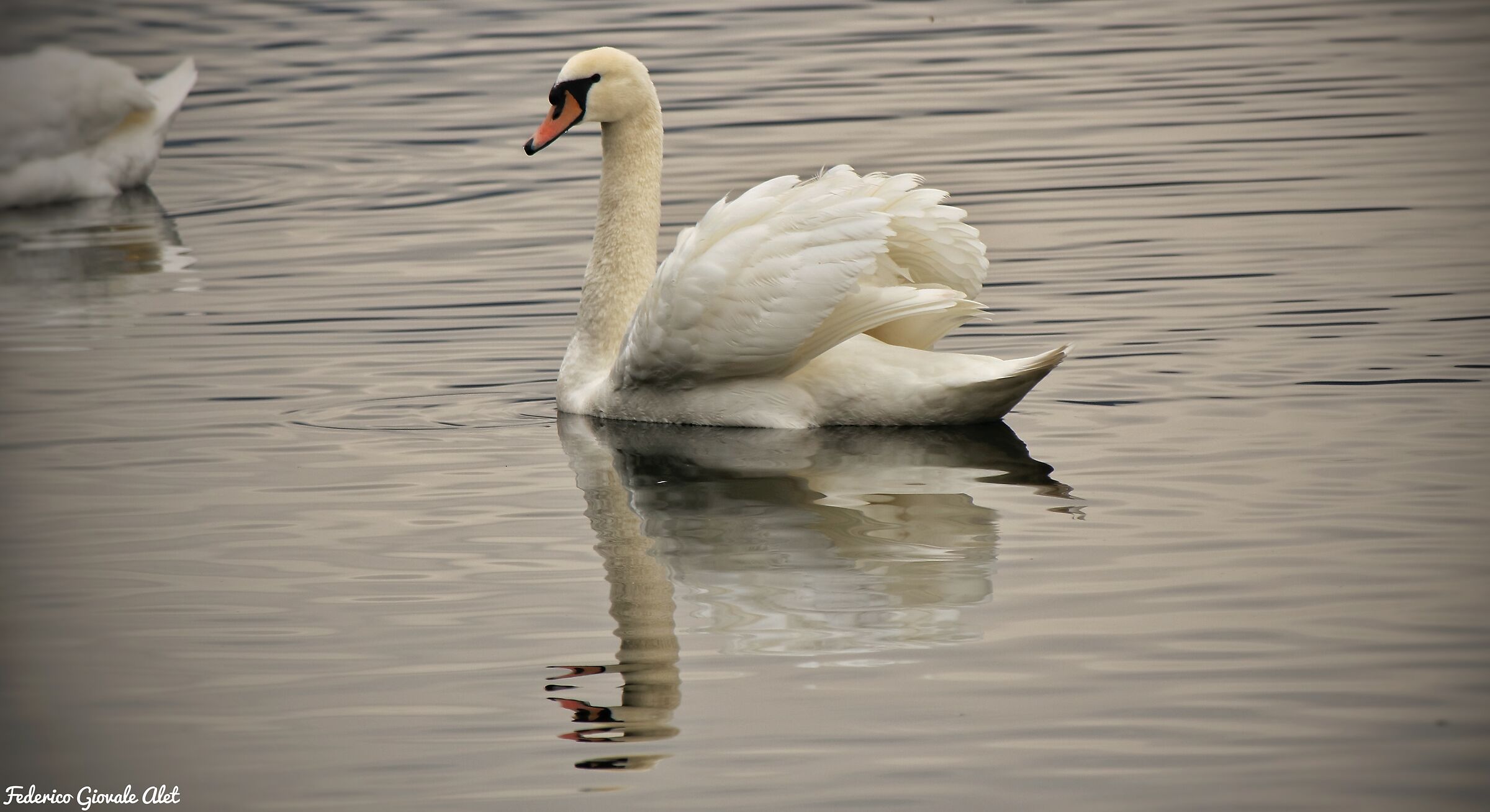 Royal swan at Lake Grande in Avigliana