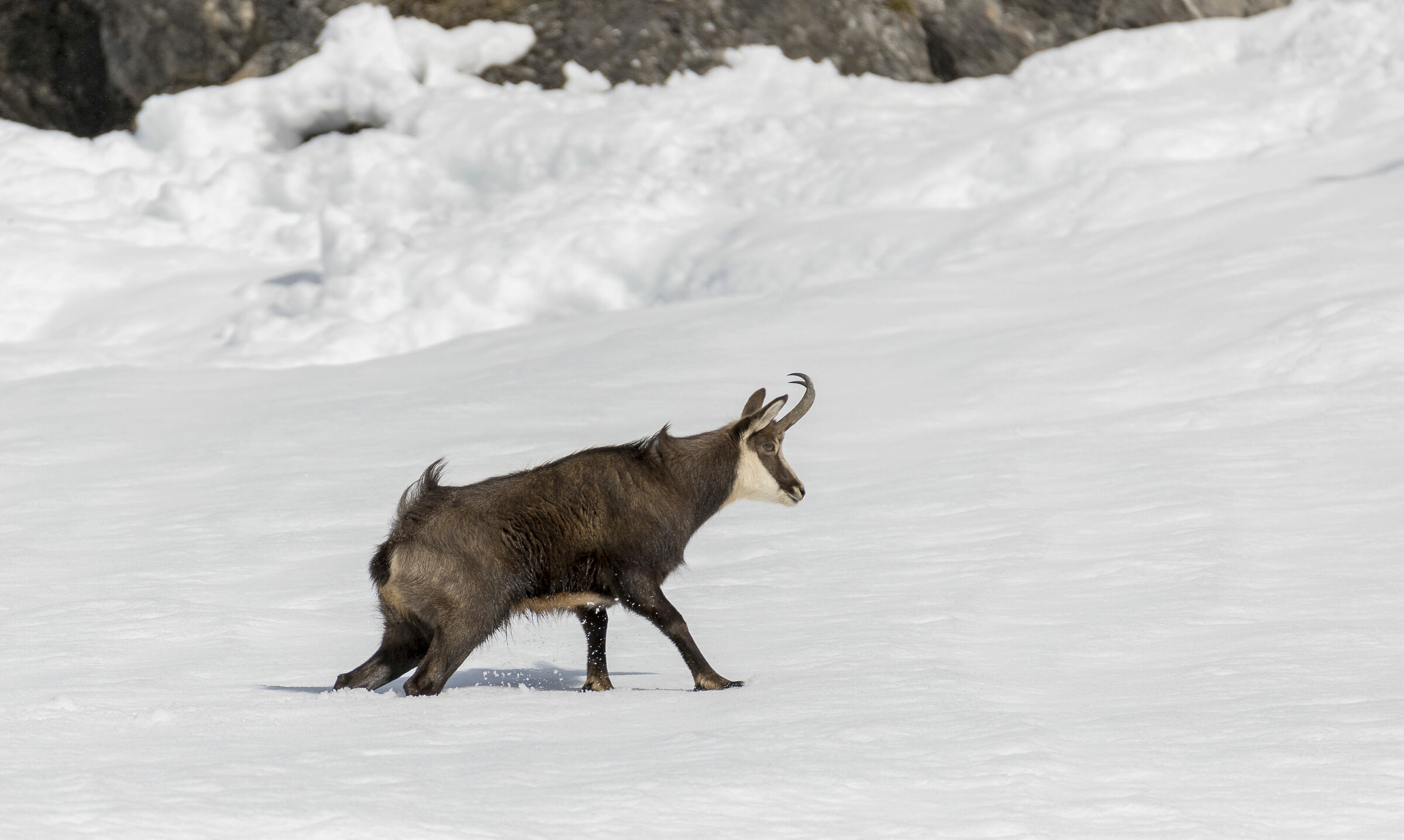 Il camoscio e la neve