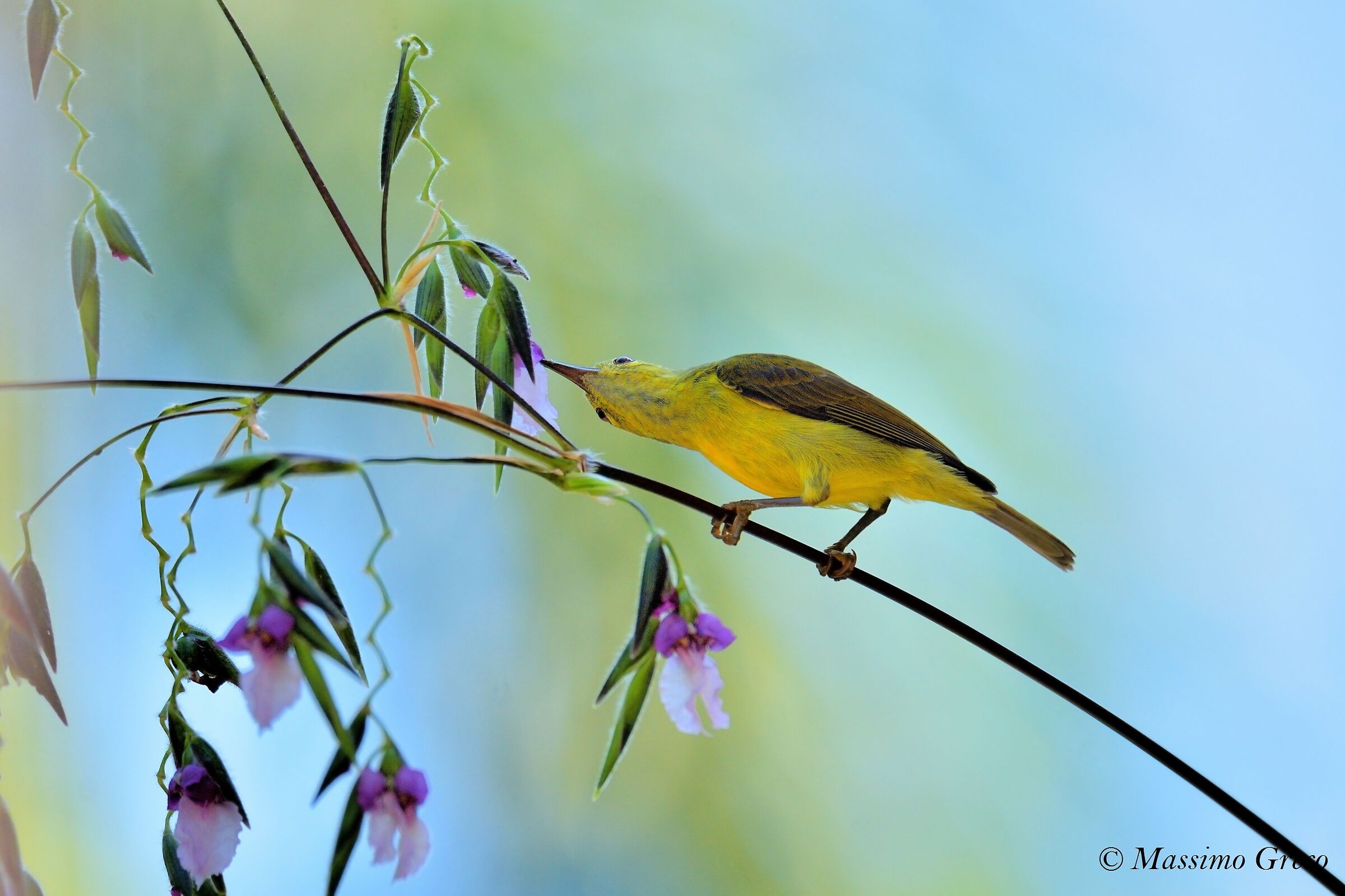 © Massimo Greco colors of Thailand