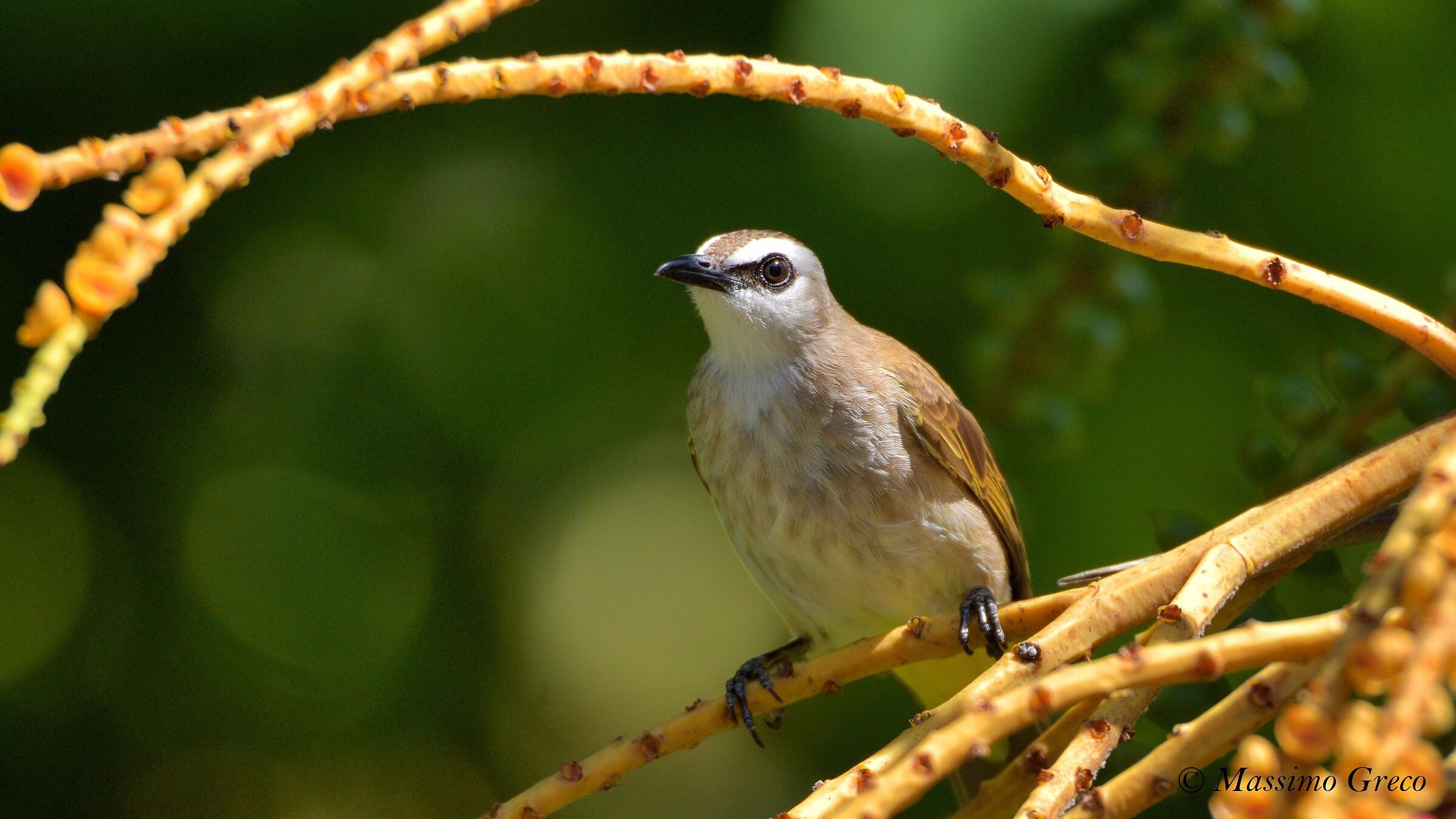 Bulbul (Picnonotus golavier)