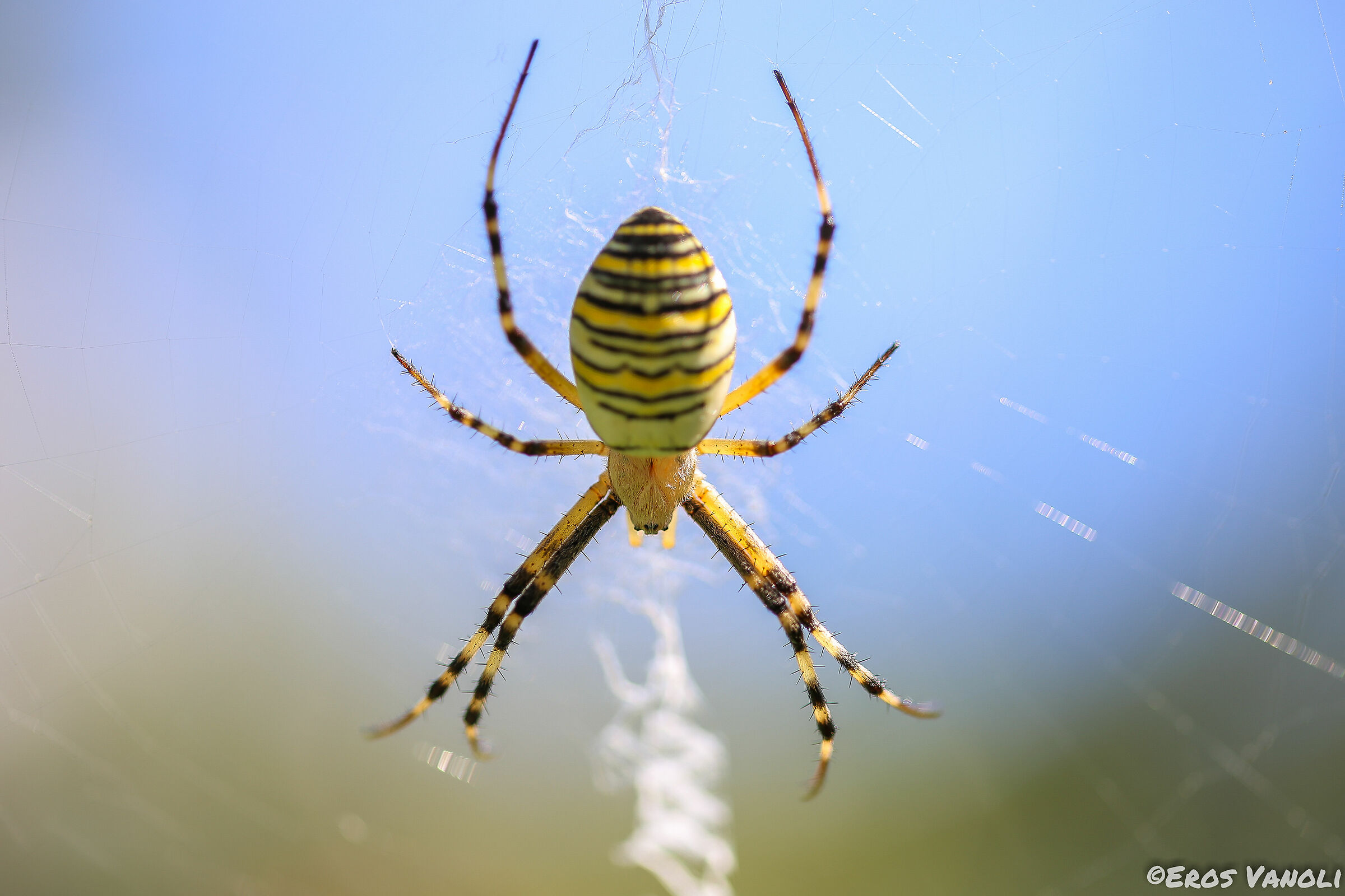 argiope bruennichi