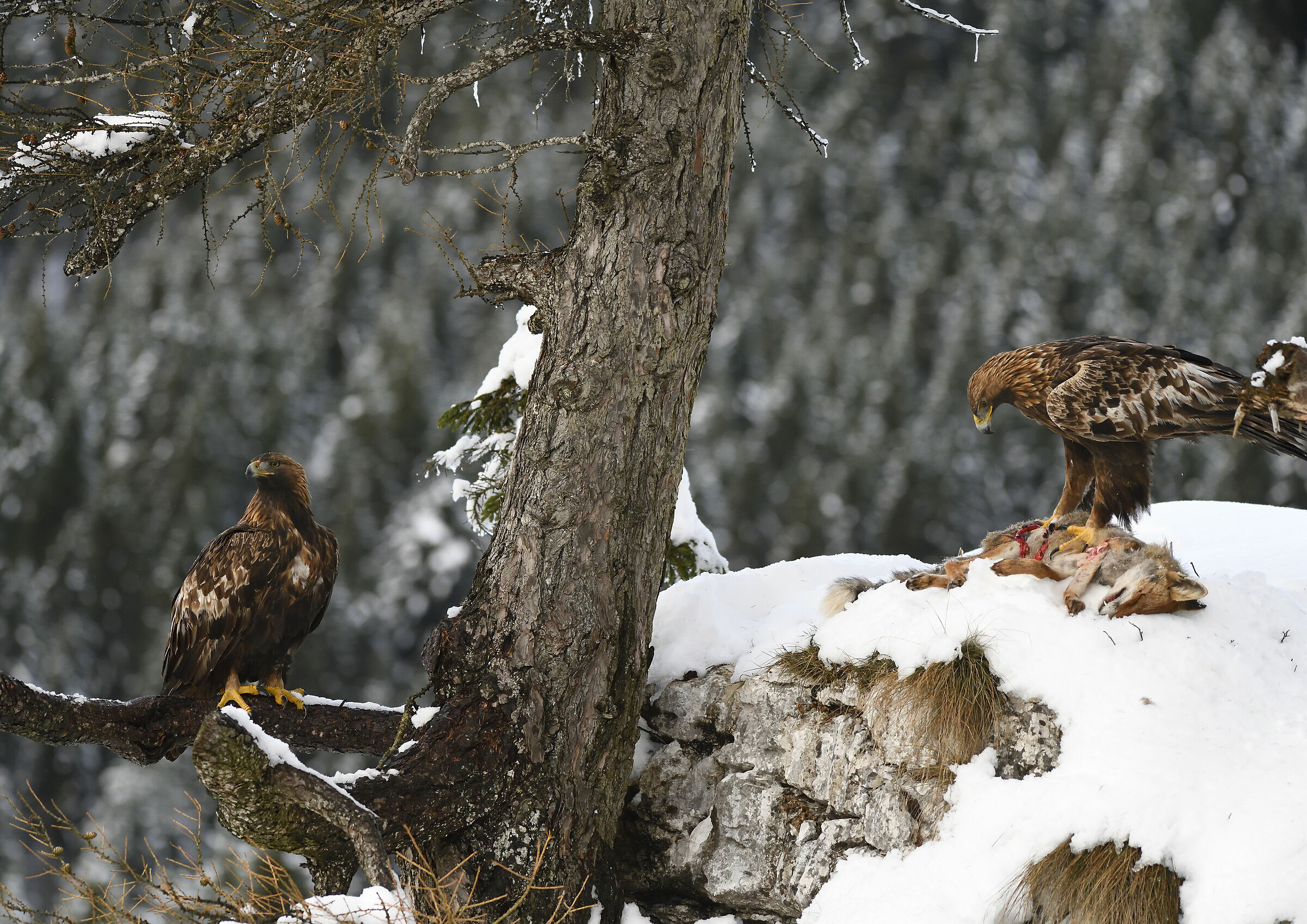 tra moglie e marito..