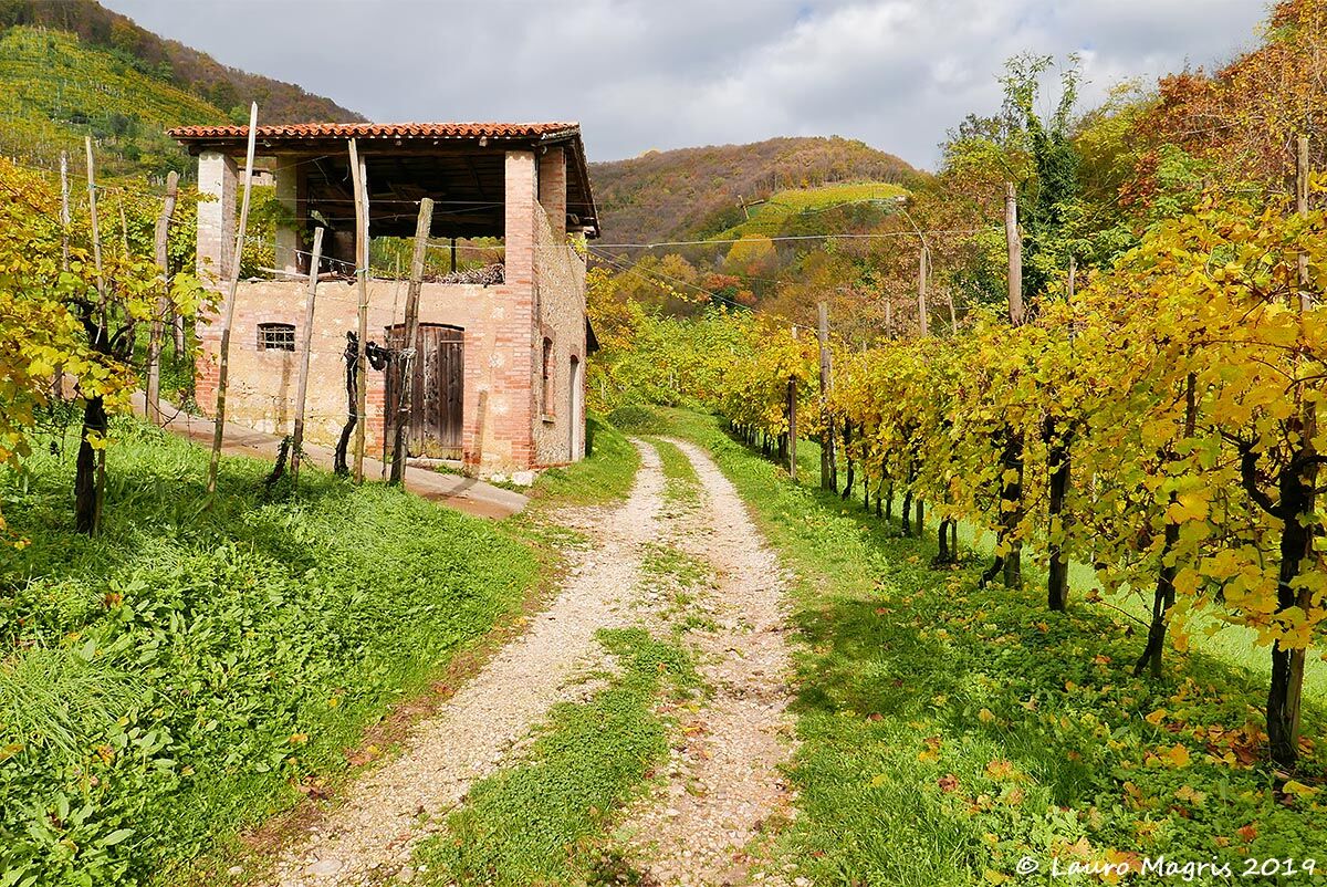 Autumn in the vineyard
