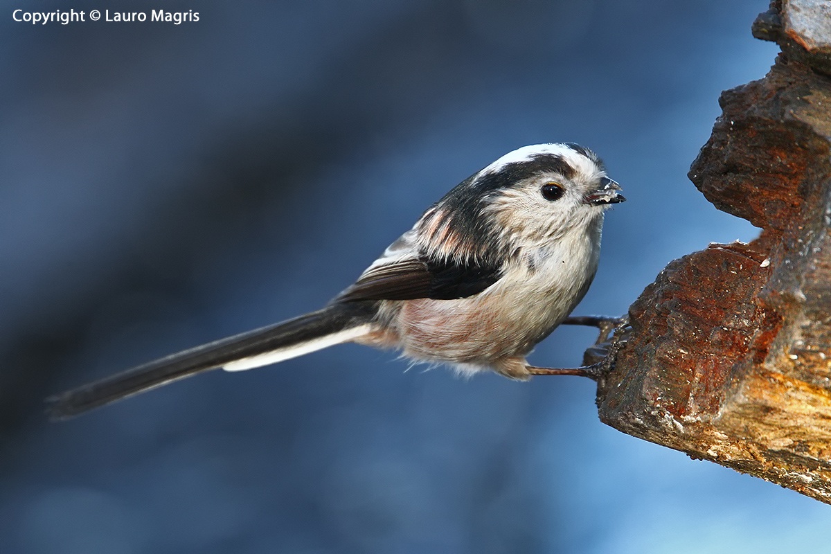 Long-tailed Tit in Blue