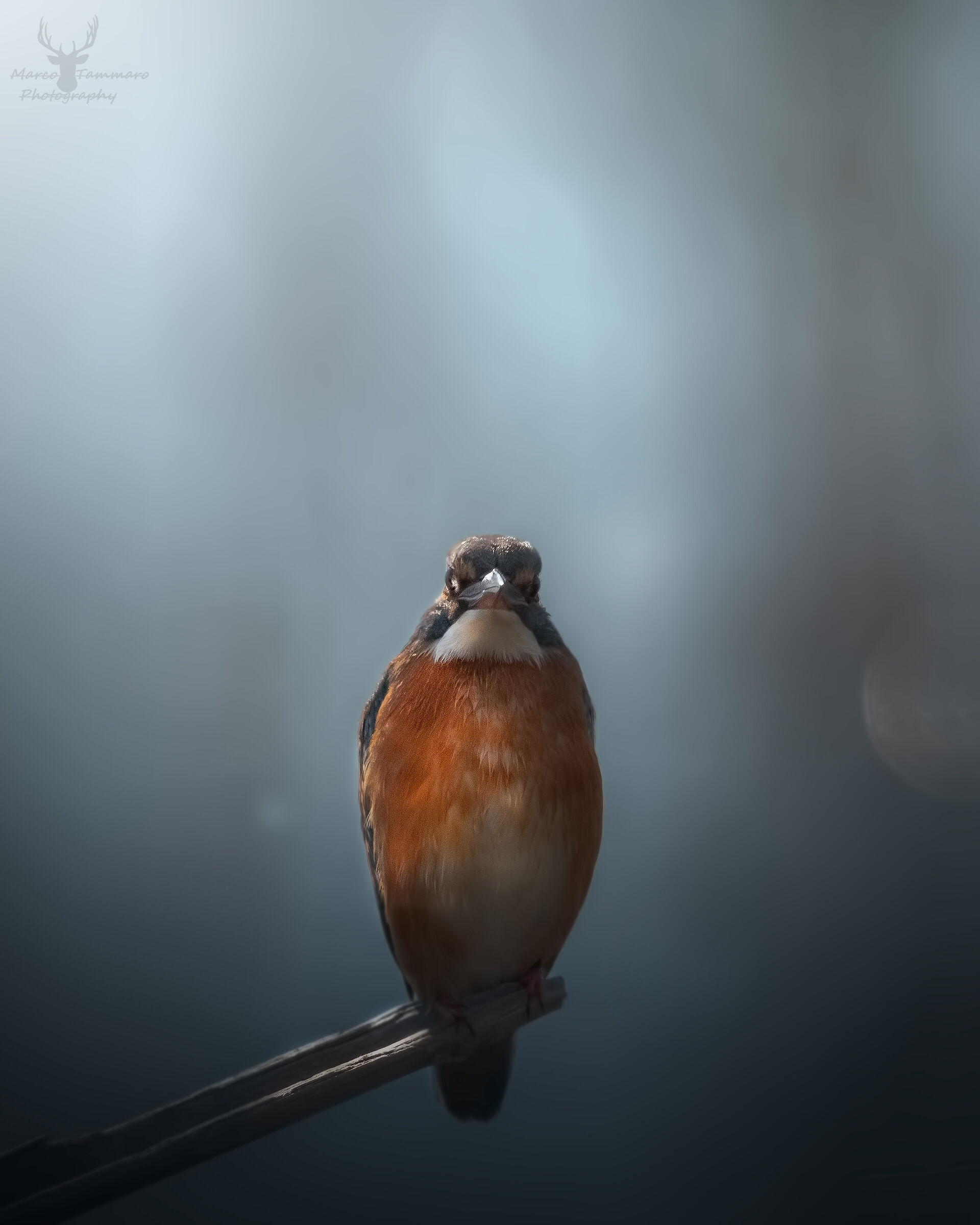 Il lato oscuro del martin pescatore