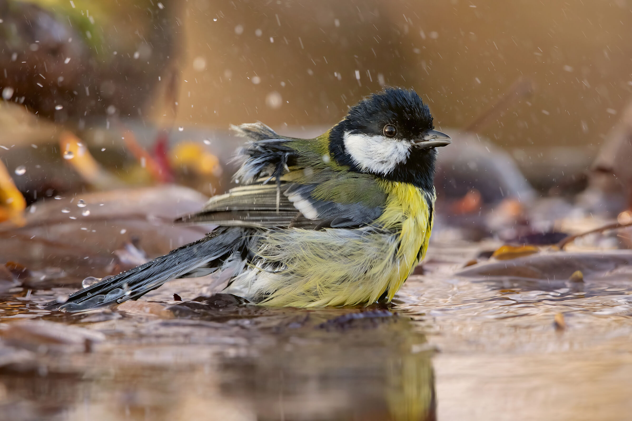 ..cinciAllegra al bagno..