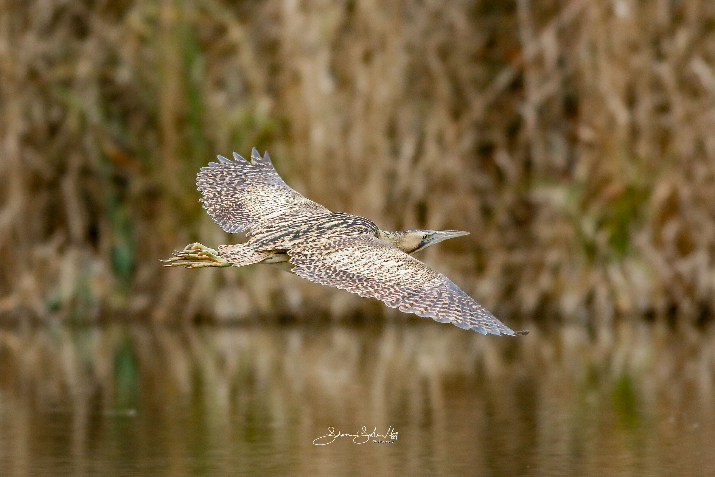 Starry heron's wings (Botaurus stellaris, L., 1758)