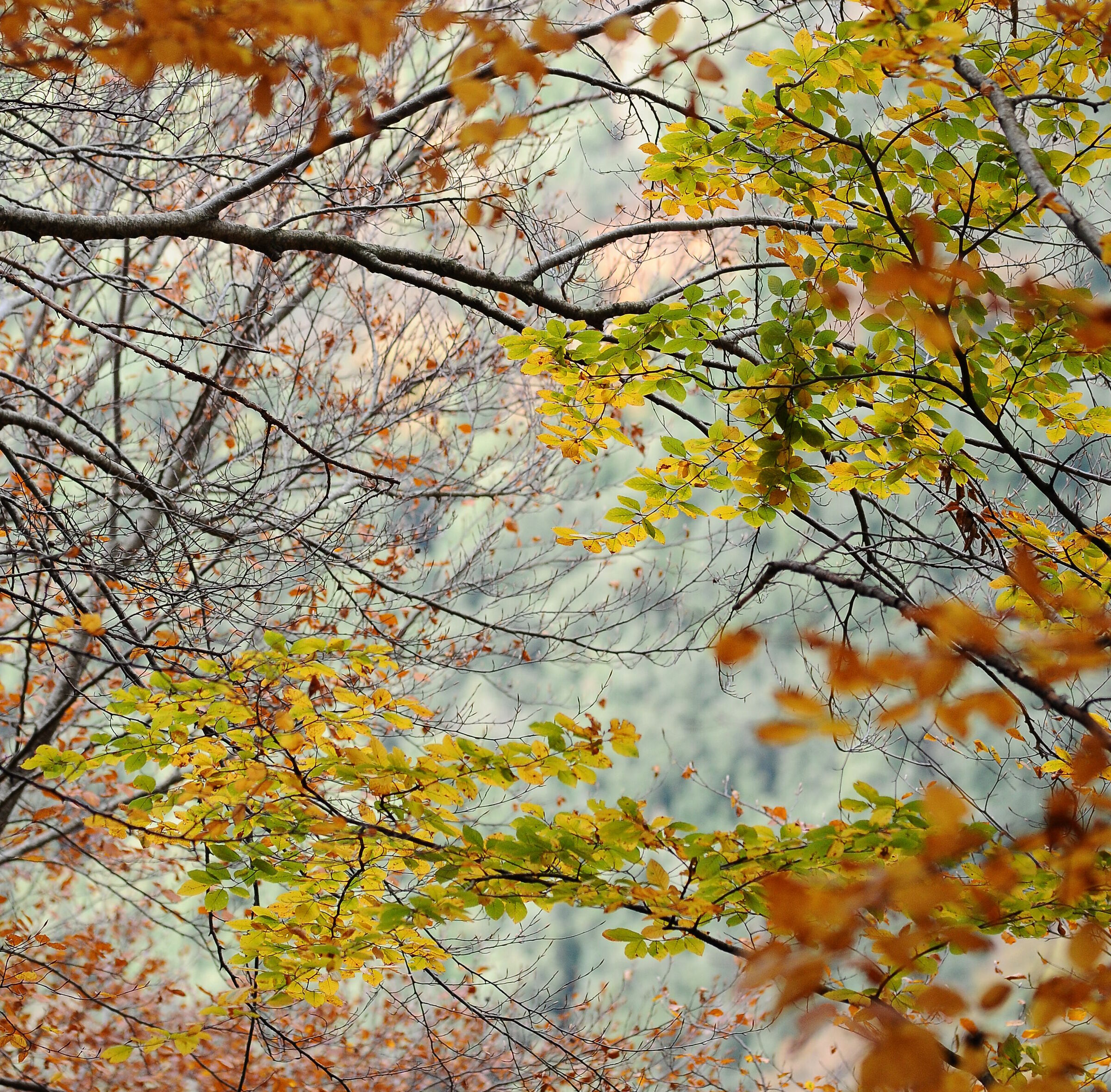 The beech trees of the Sant'Angelo Valley