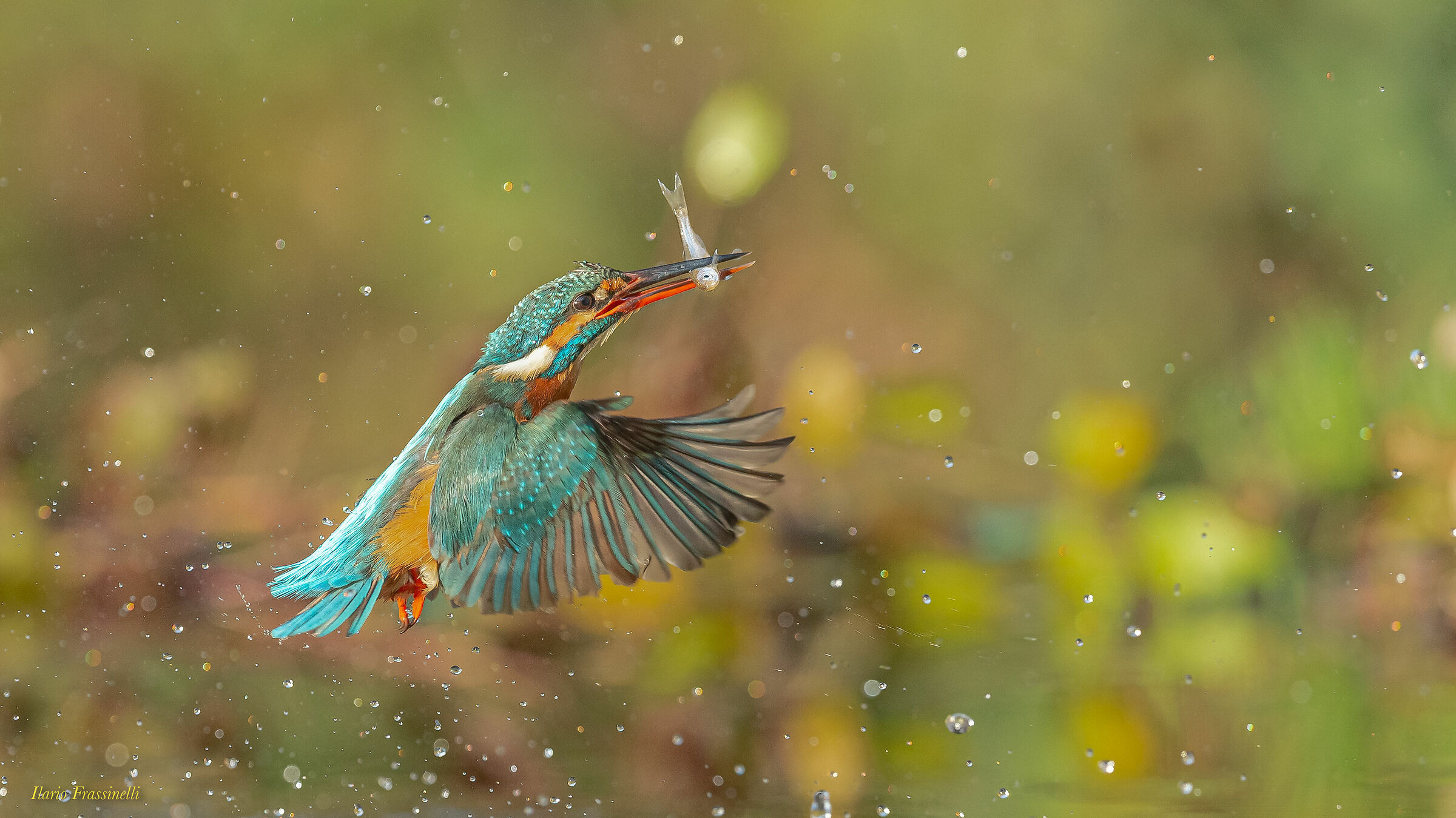 Kingfisher
