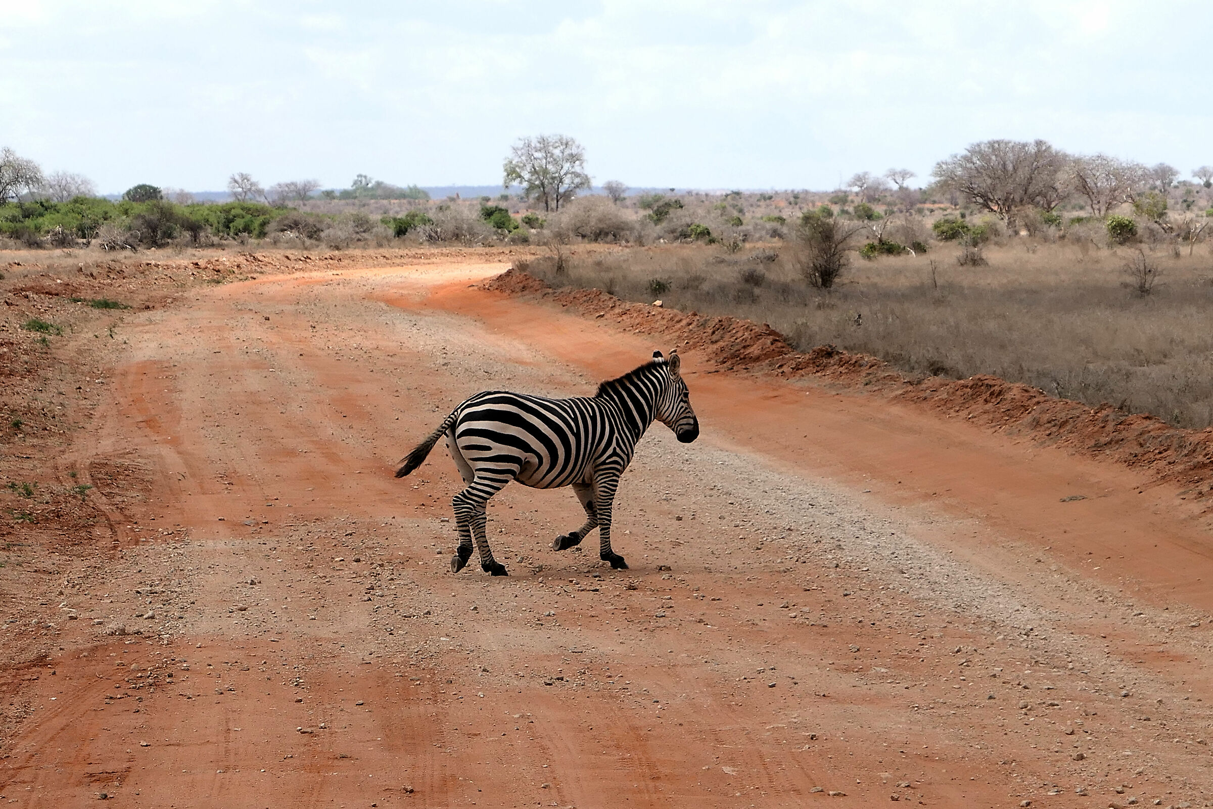Zebra cross