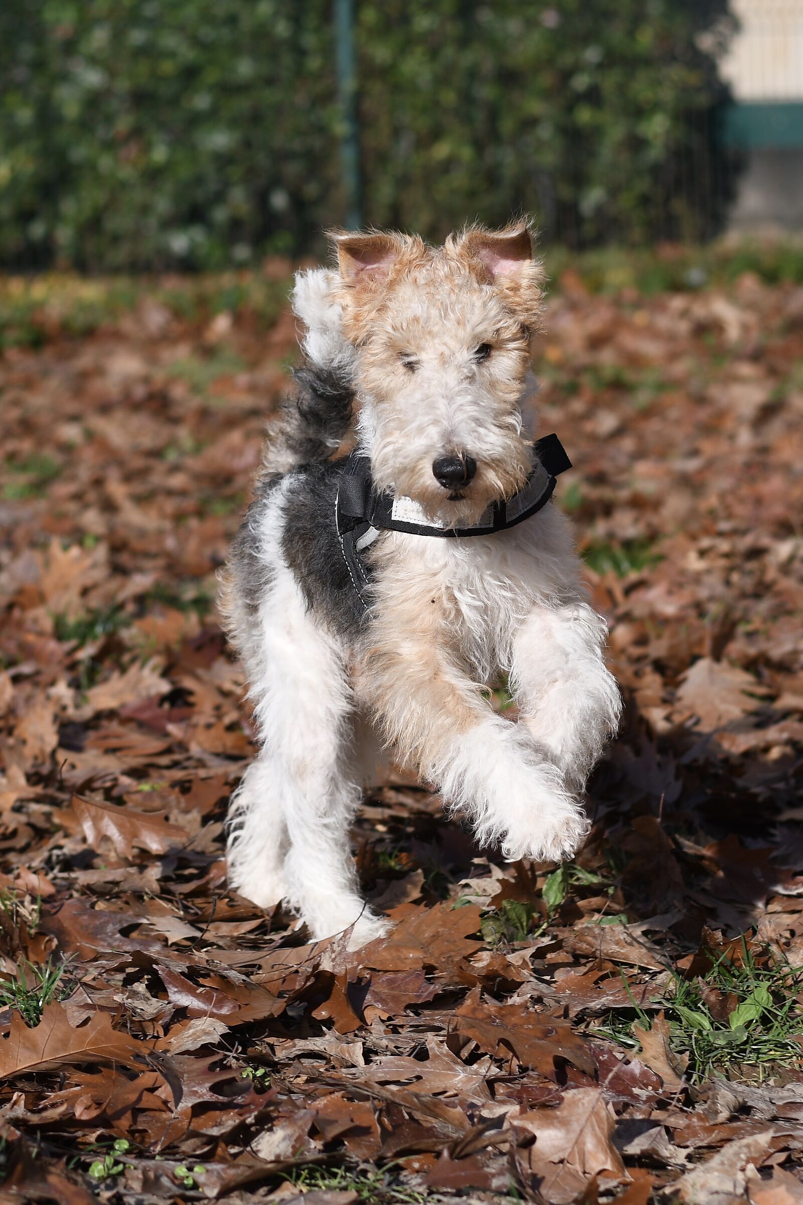 Pandoro... my fox terrier