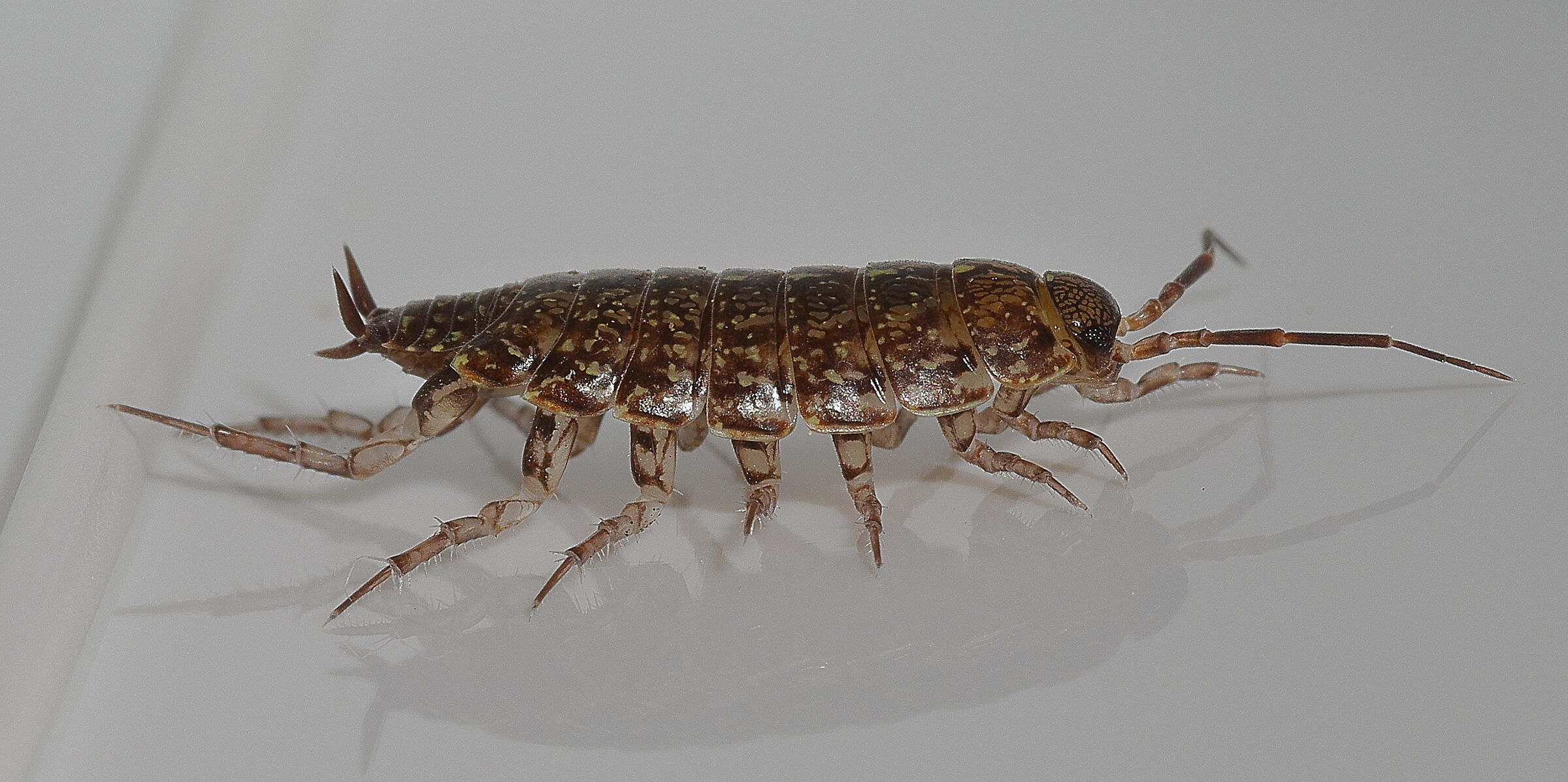 Una philoscia da corsa