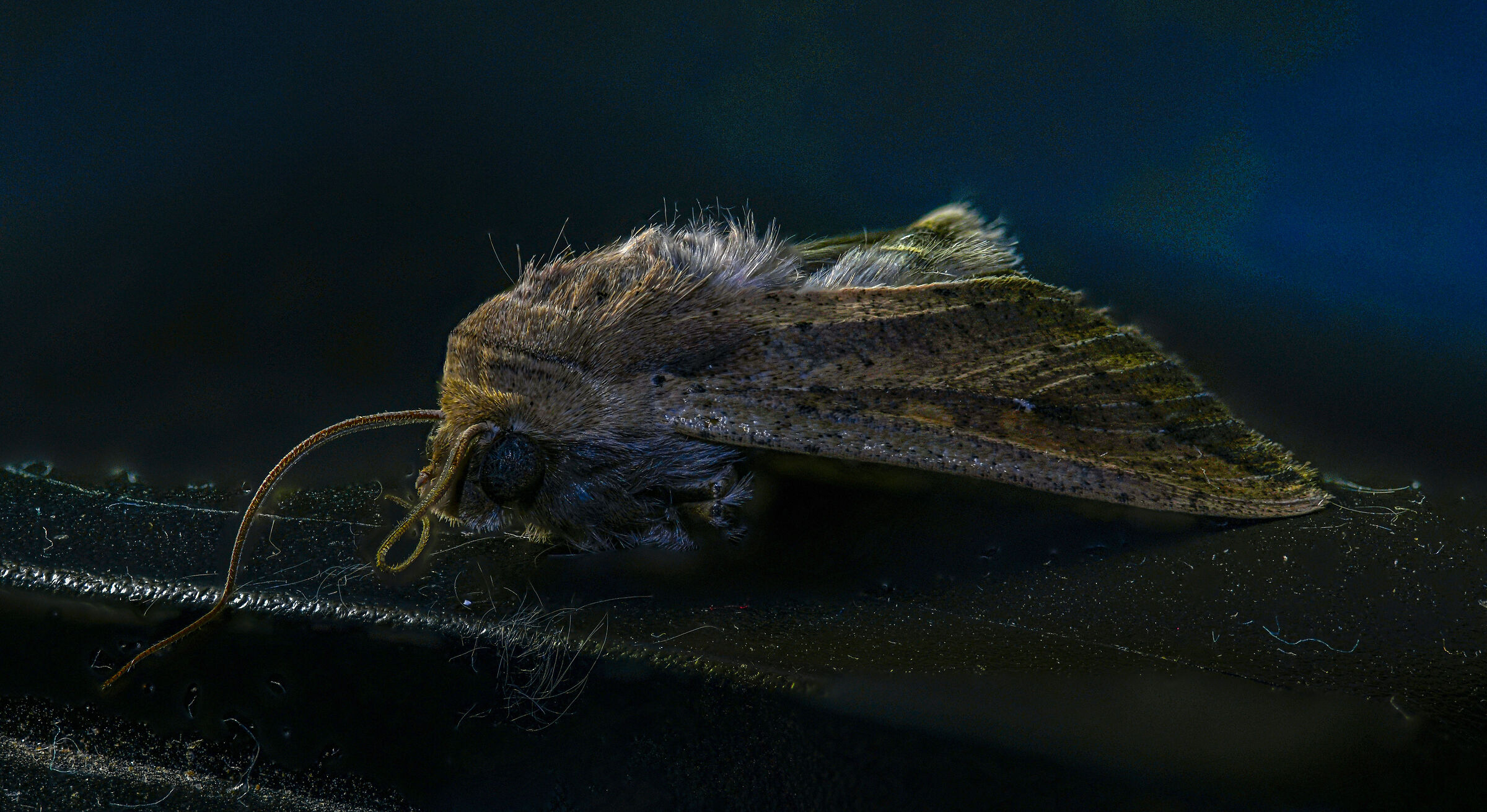 Prima prova di Focus Stacking