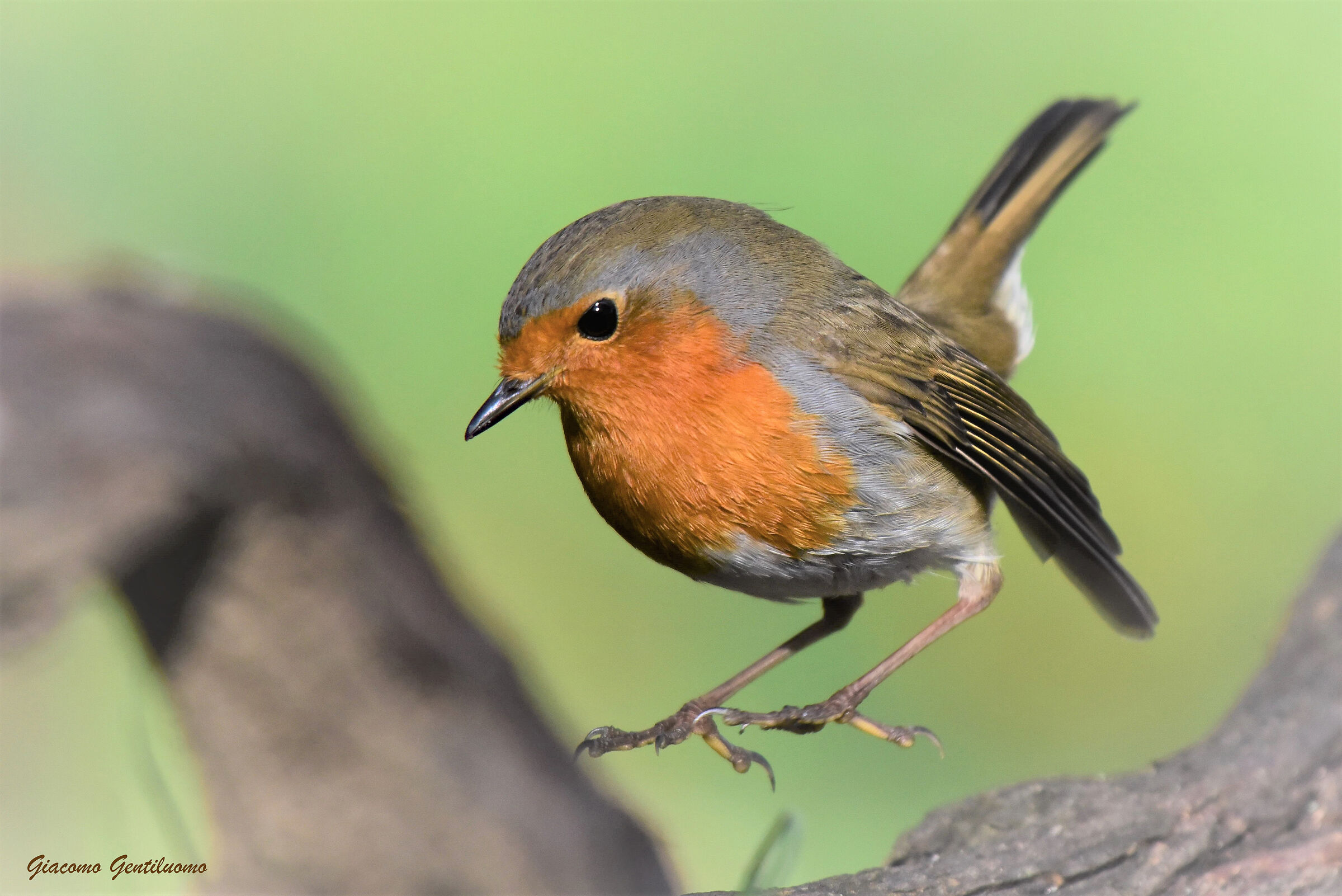 il saltello di Robin