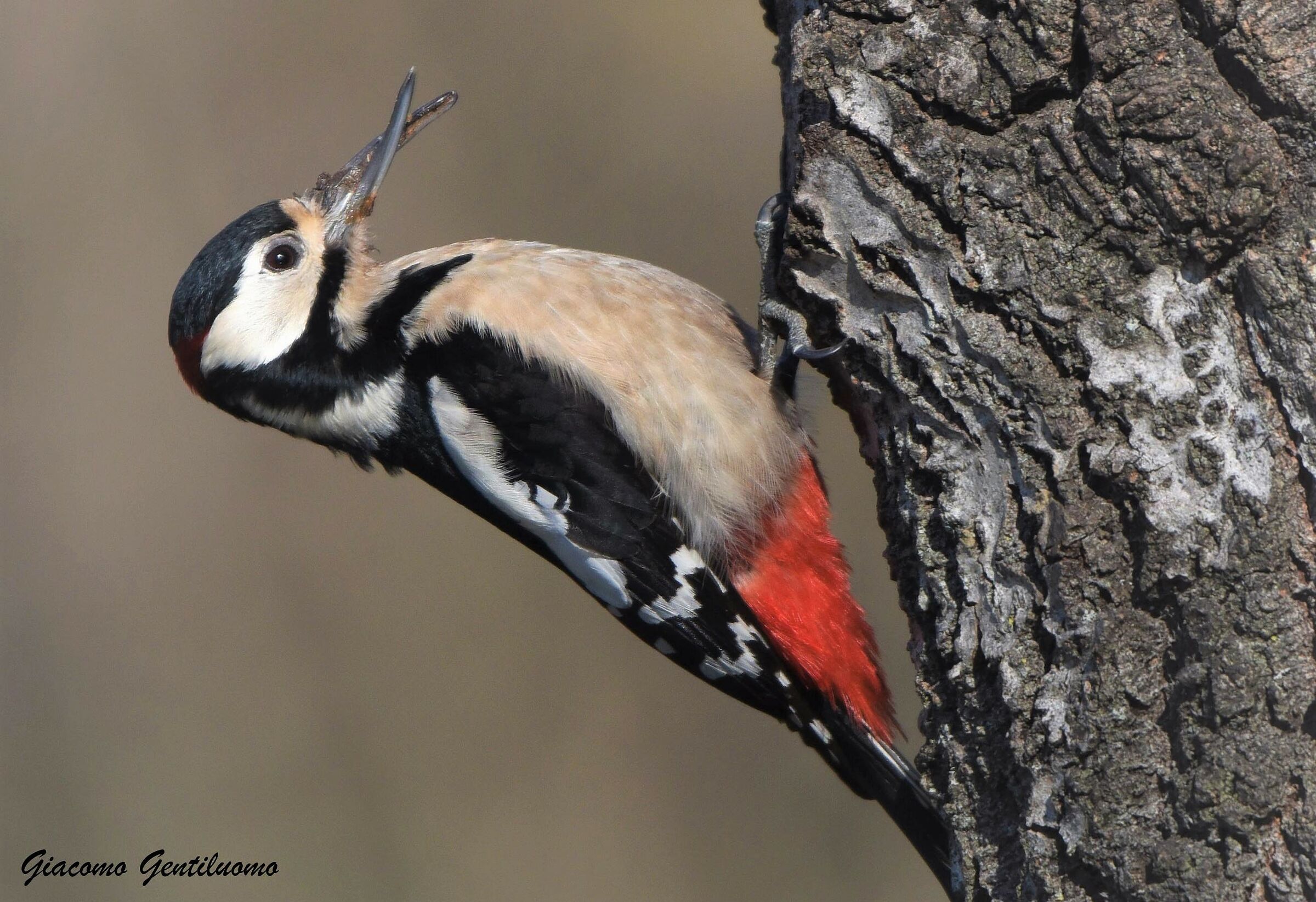 Picchio rosso maggiore
