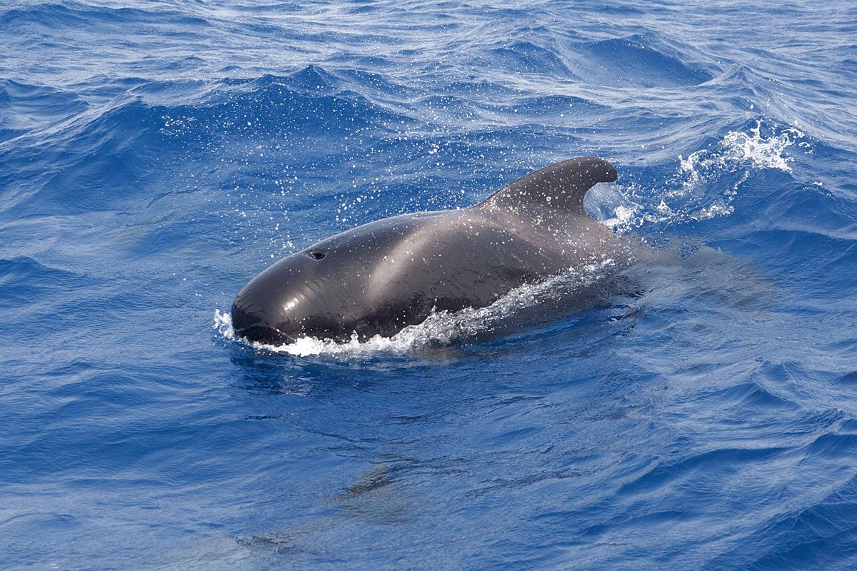 Balena pilota (Globicephala melas)