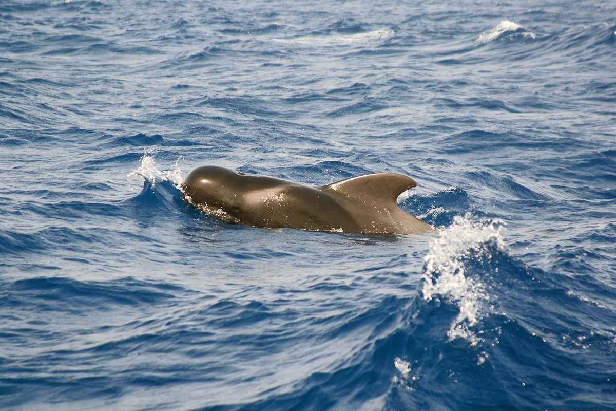 Pilot Whale (Globicephala melas)