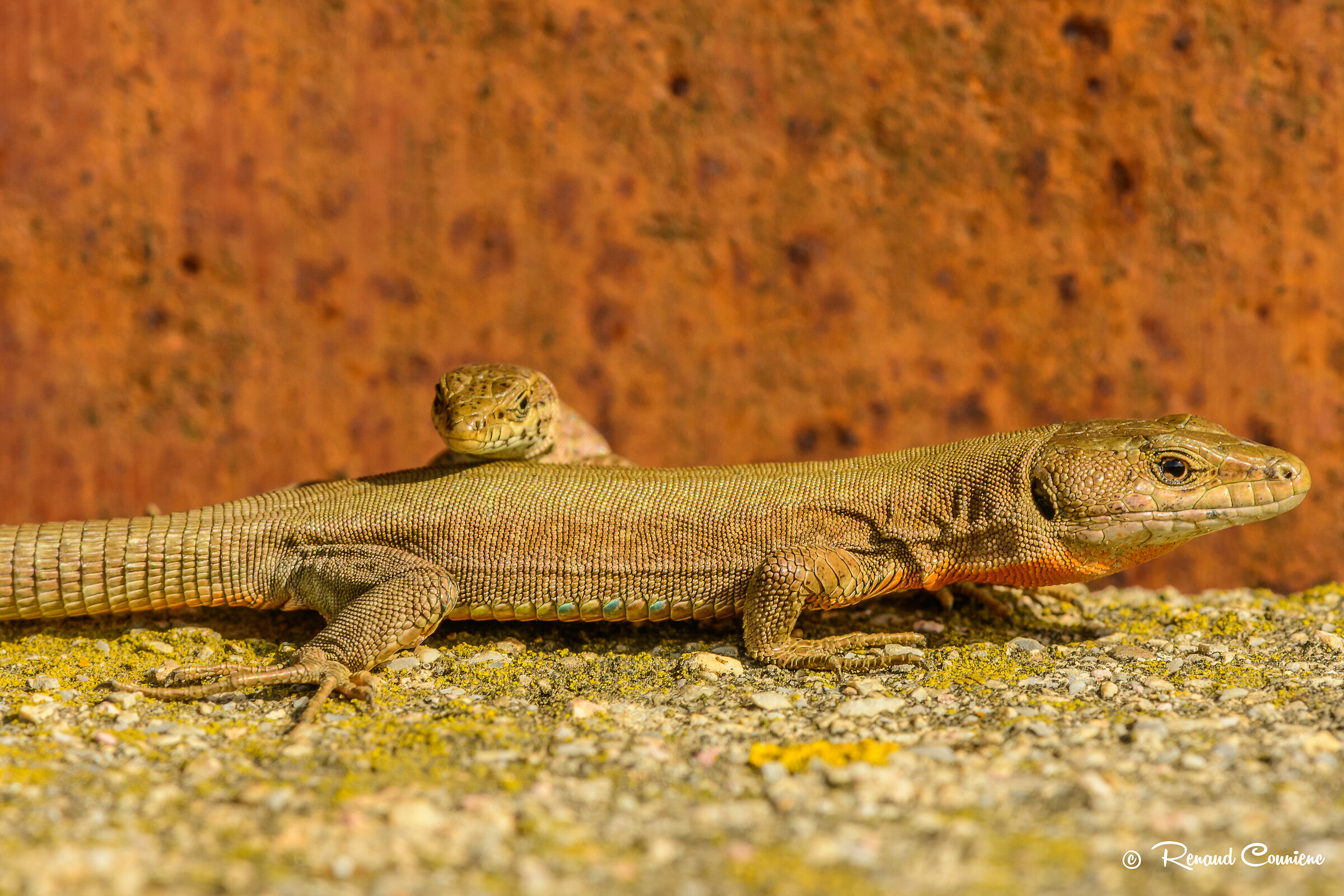 You can come, there is no one