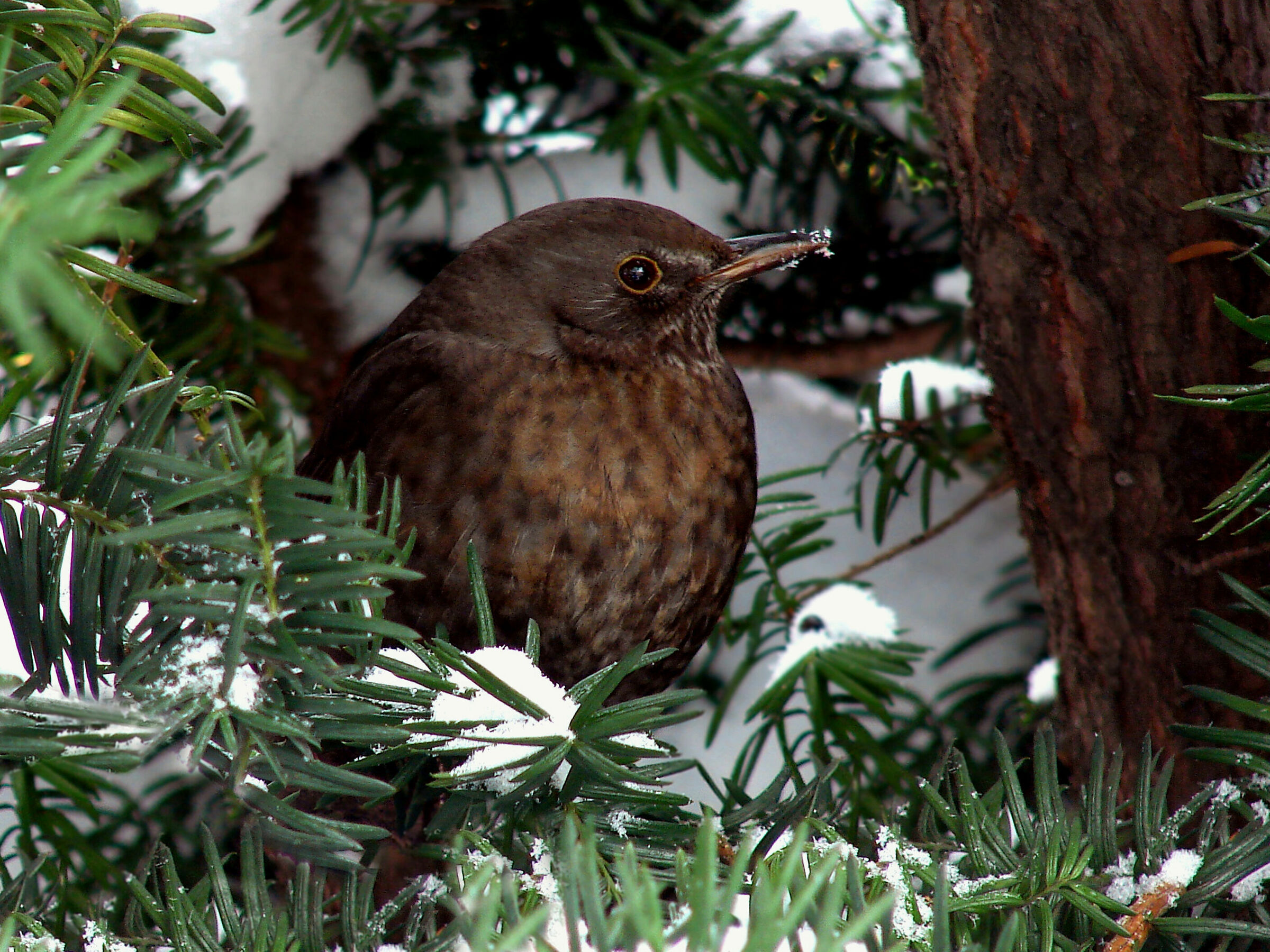 Blackbird (Turdus merula)