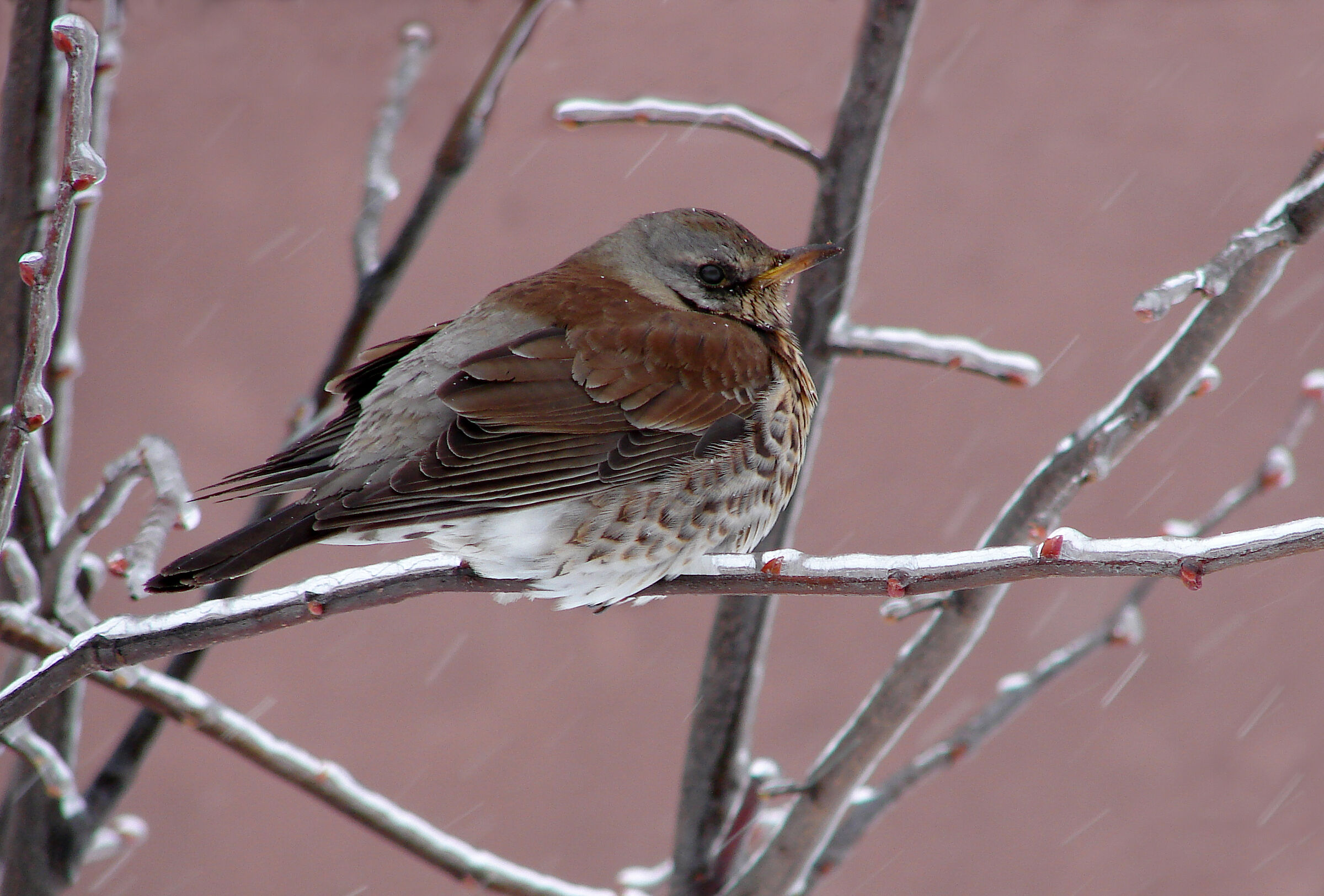 Fieldfare (Turdus pilaris)