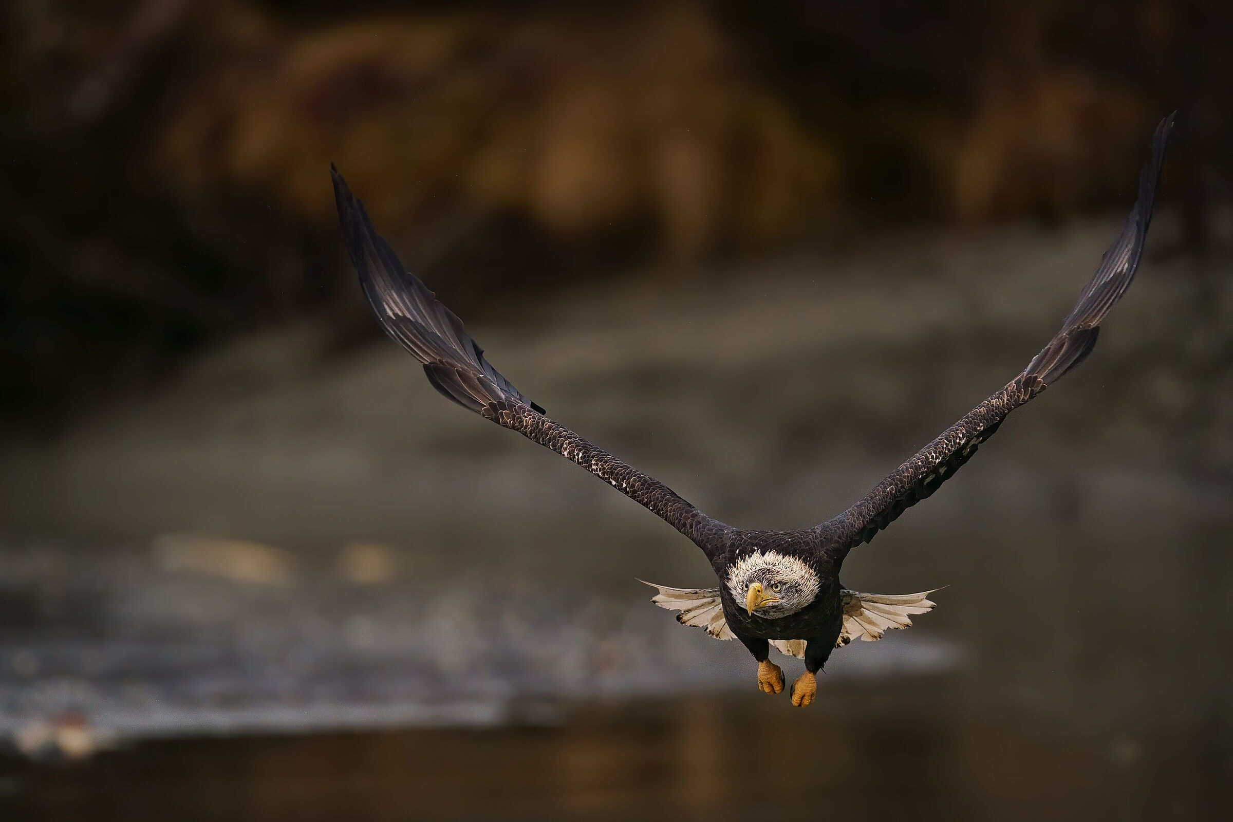 Aquila testa calva in volo radente