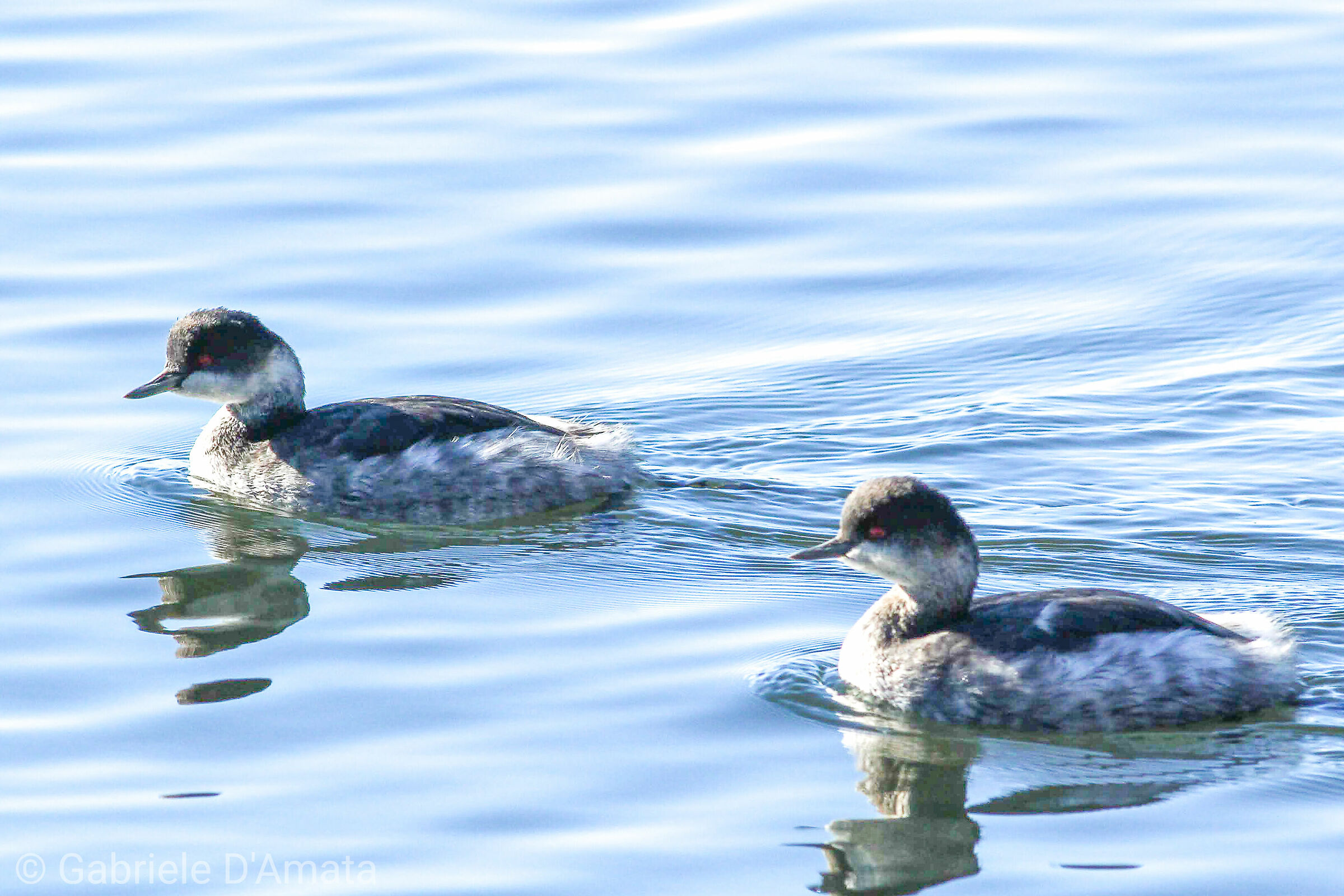 pair of small vases - podiceps nigricollis