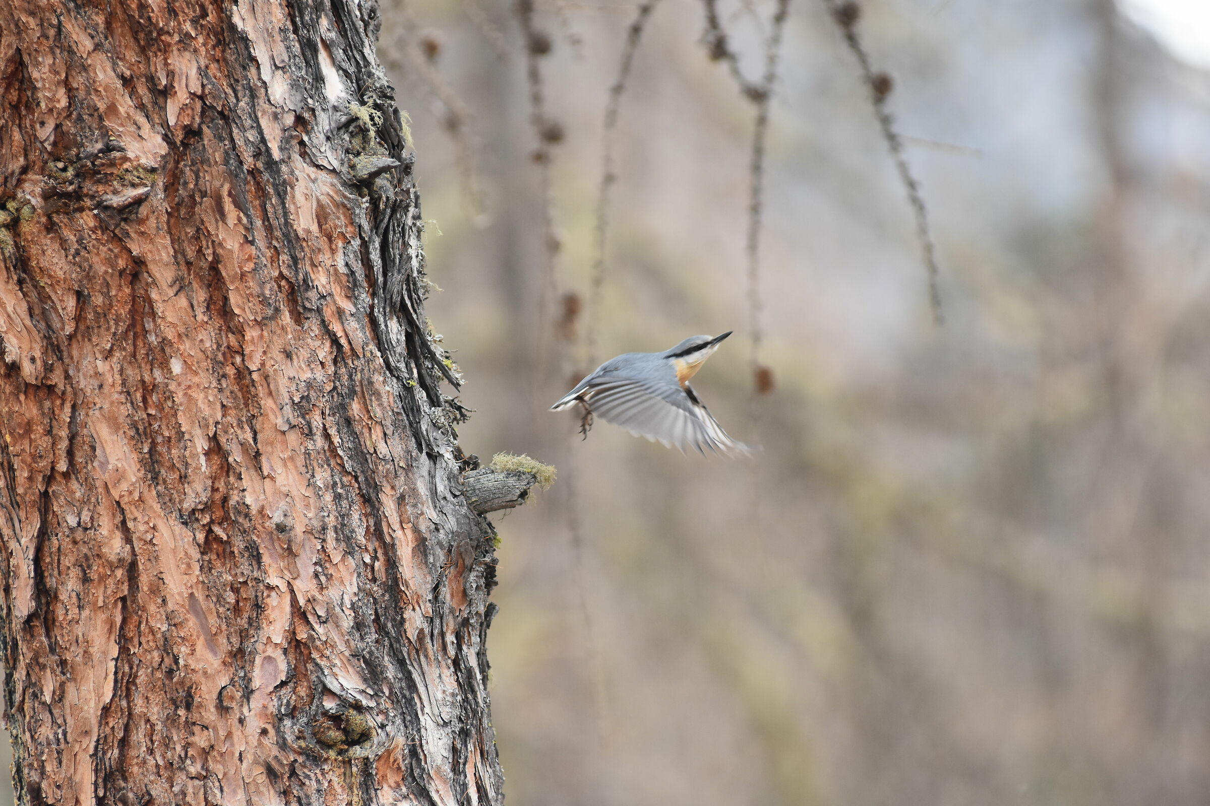 woodpecker mason in flight