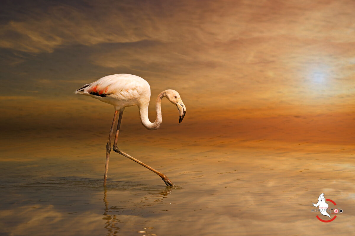 The Flamingo of the Future...