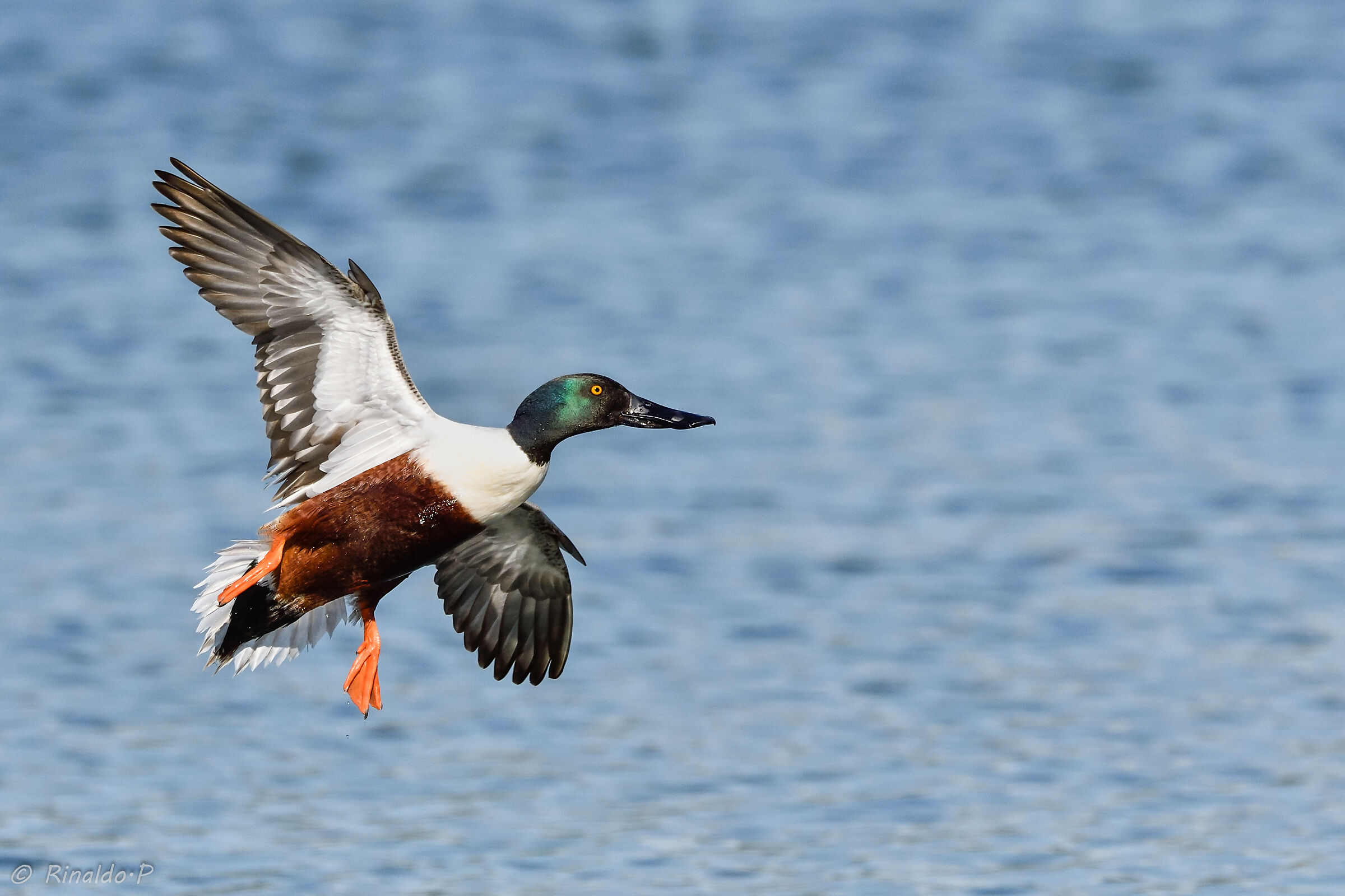 mestolone in atterraggio