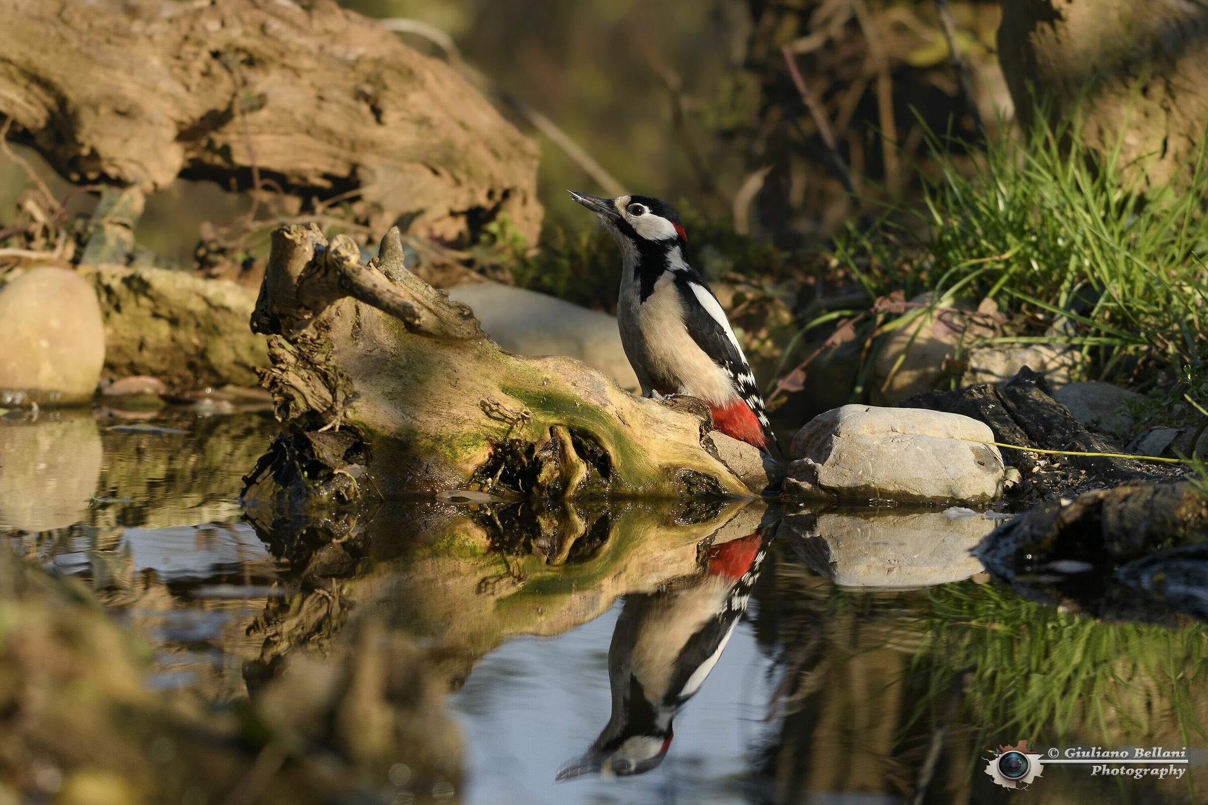 Picchio Rosso Maggiore Maschio......