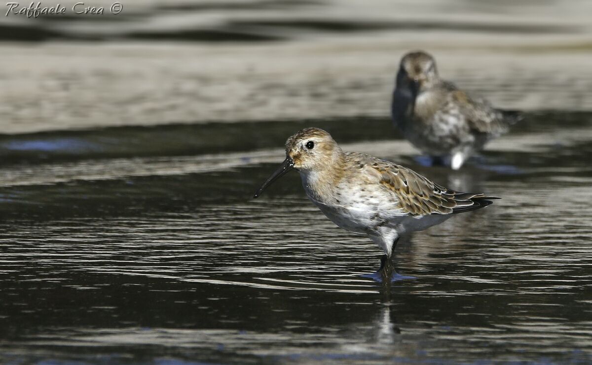 Piovanelli Pancianera