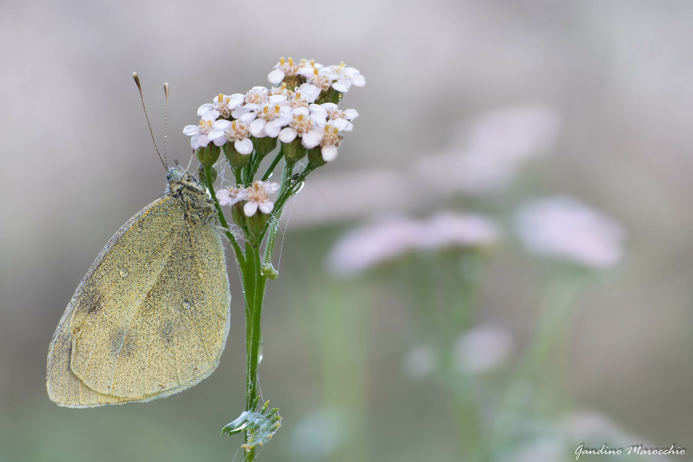 Nella nebbia prima delle grandi piogge